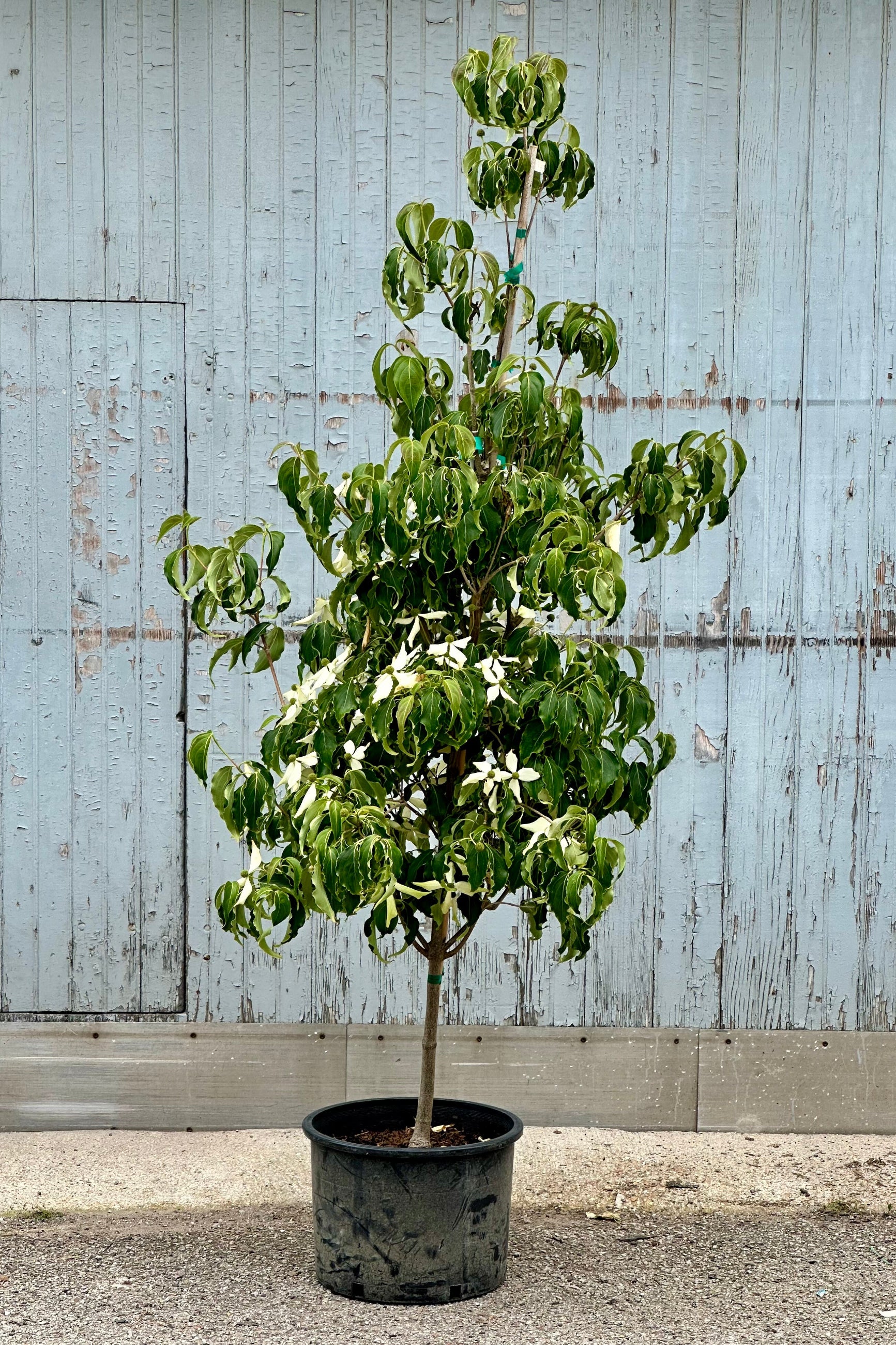 Cornus kousa 'Greensleaves' in a #6 growers pot the beginning of June in bloom at Sprout Home. ©Sprout Home