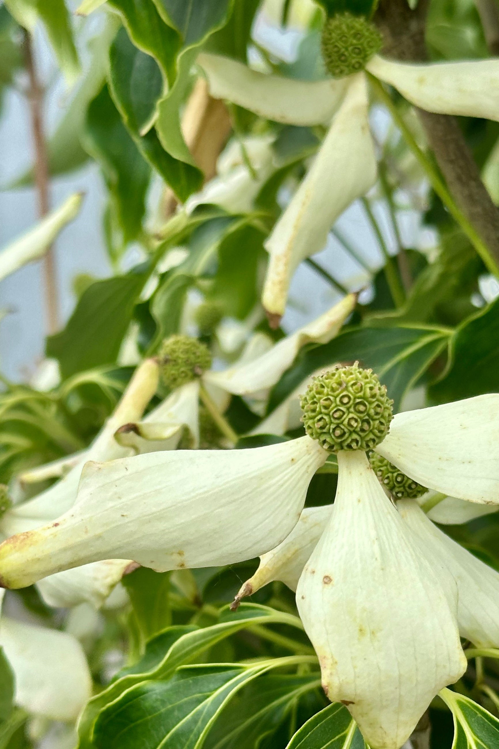 The mature white flowers of the Cornus 'Greensleeves' in bloom the begging of June ©Sprout Home