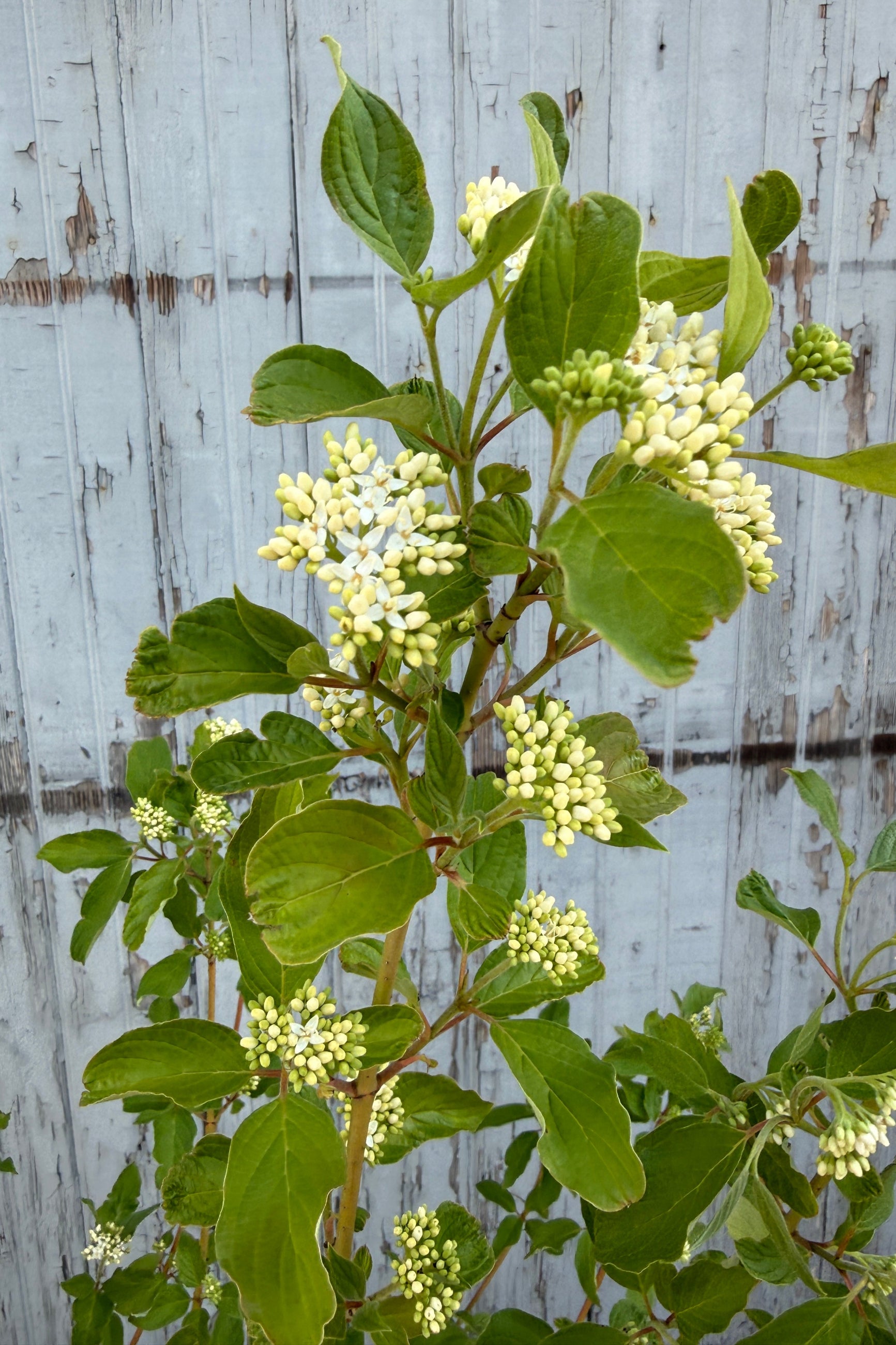 Cornus sericea 'Cardinal' Green plant with small white flowers at the end of April against a wooden fence background ©Sprout Home