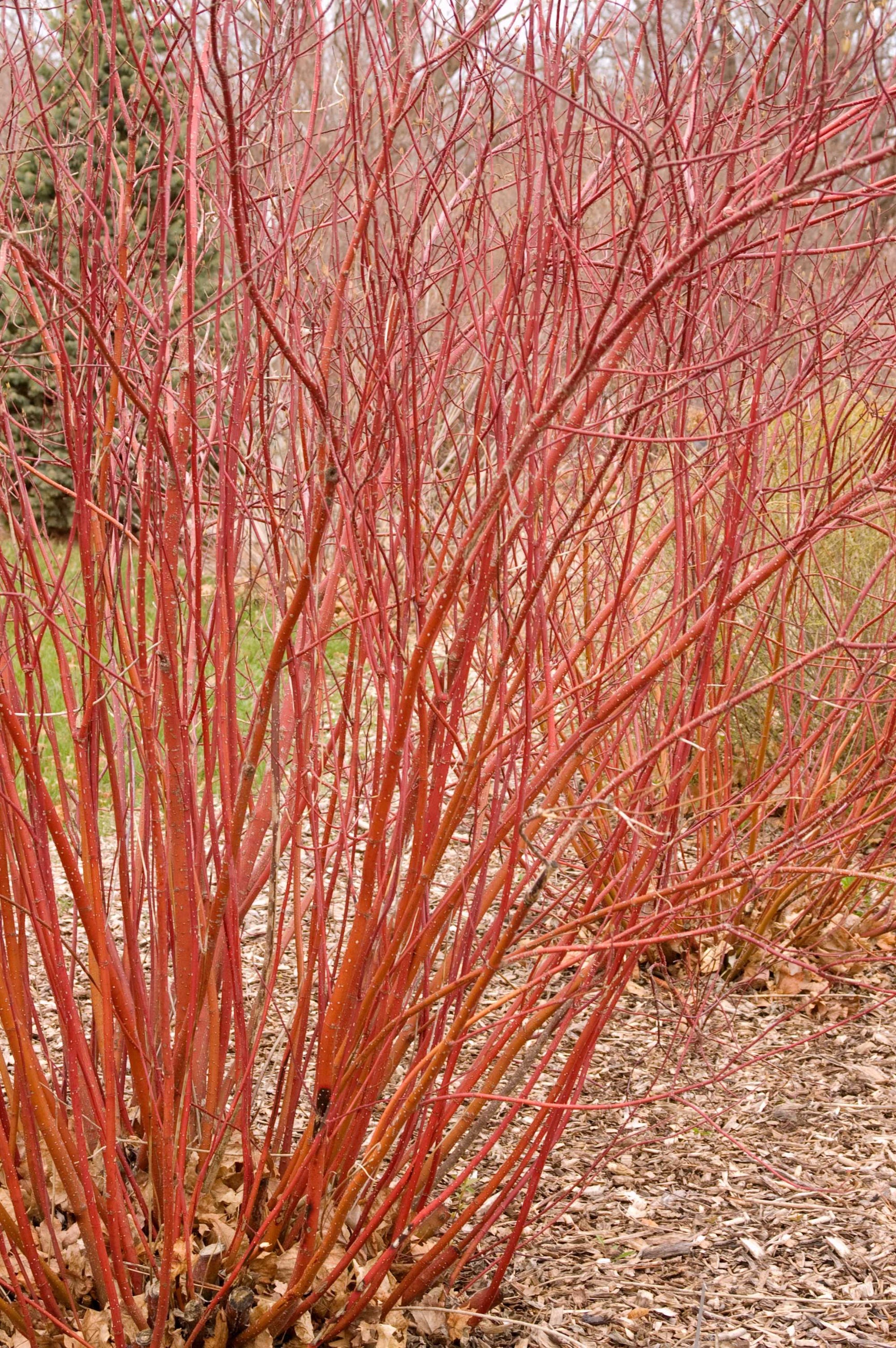 Cornus Red Twigged Dogwood at a mature state, planted in the landscape and showing off its red stems ©Bailey Nurseries