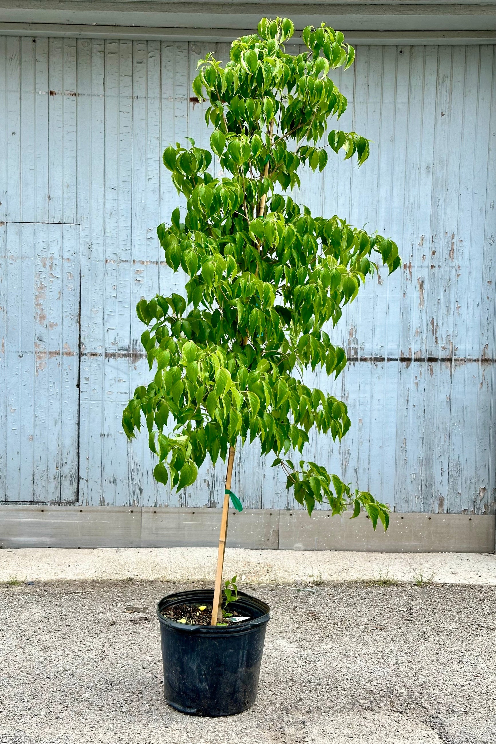 Cornus Sousa tree in a #7 growers pot mid may with green leaves standing in front of a wood wall at Sprout Home ©Sprout Home