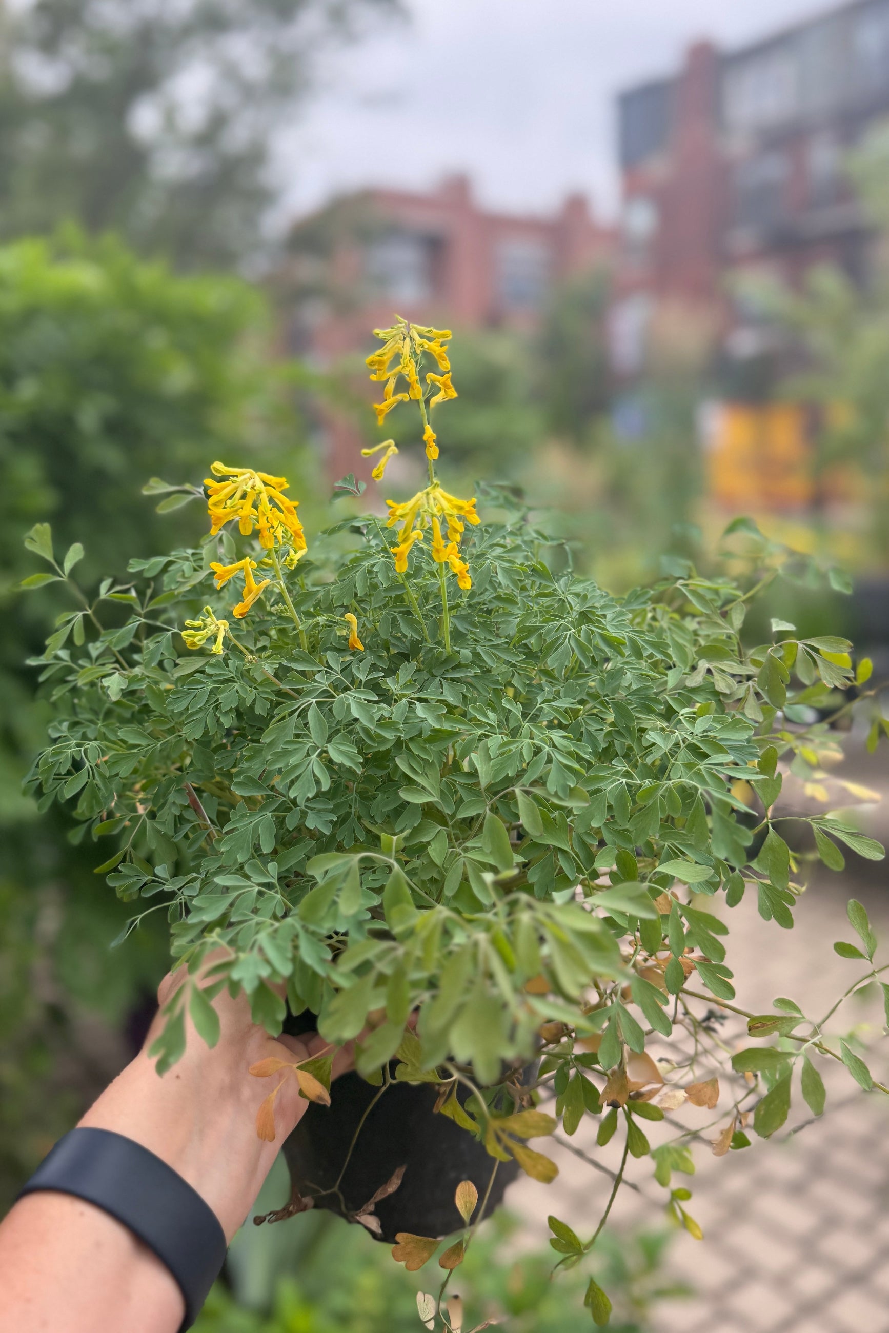 Corydalis lutea in bloom mid June being held up in a #1 growers pot ©Sprout Home