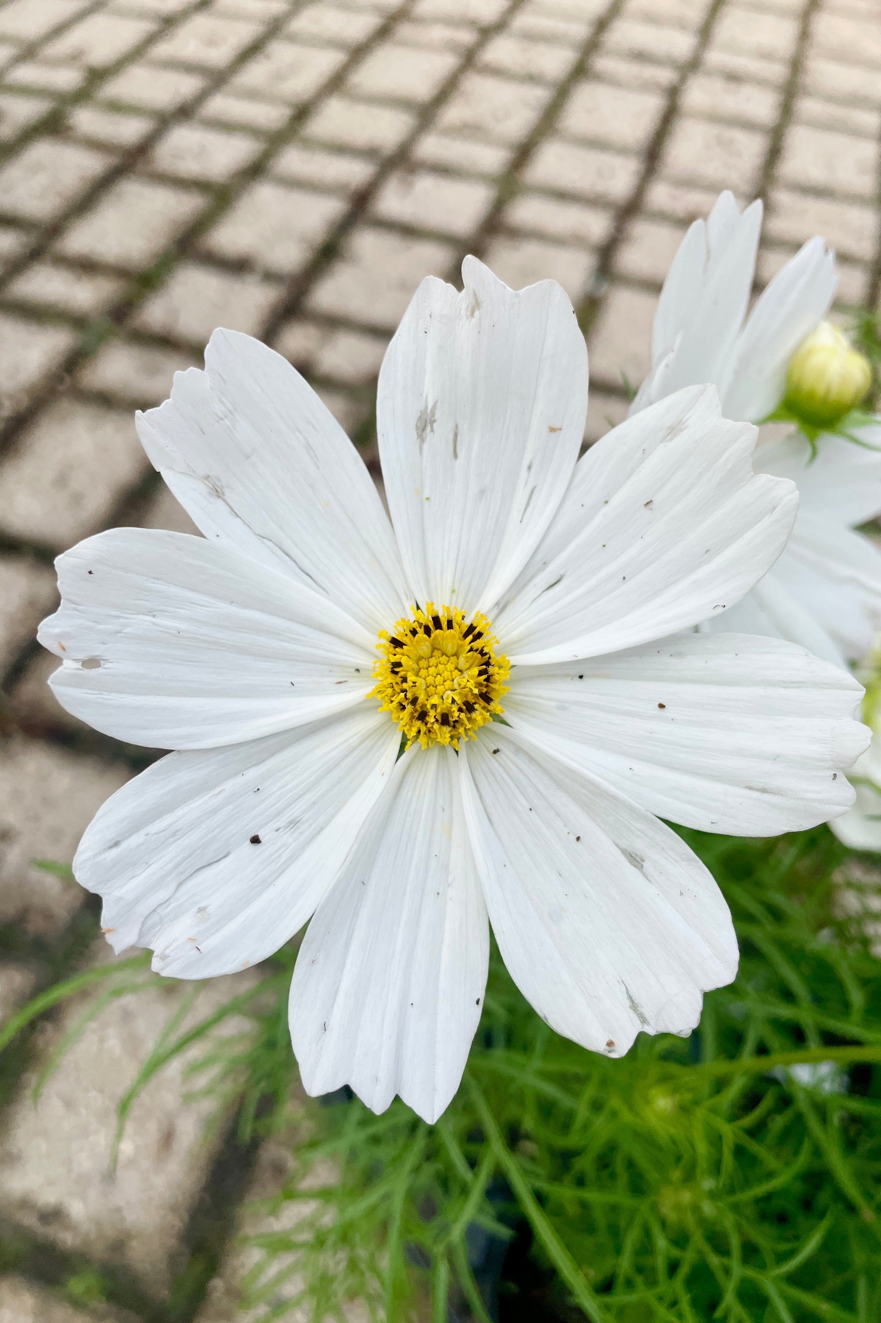 'Sonata White' Cosmos flower up close with its white petals and yellow center the beginning of June at Sprout Home. ©Sprout Home