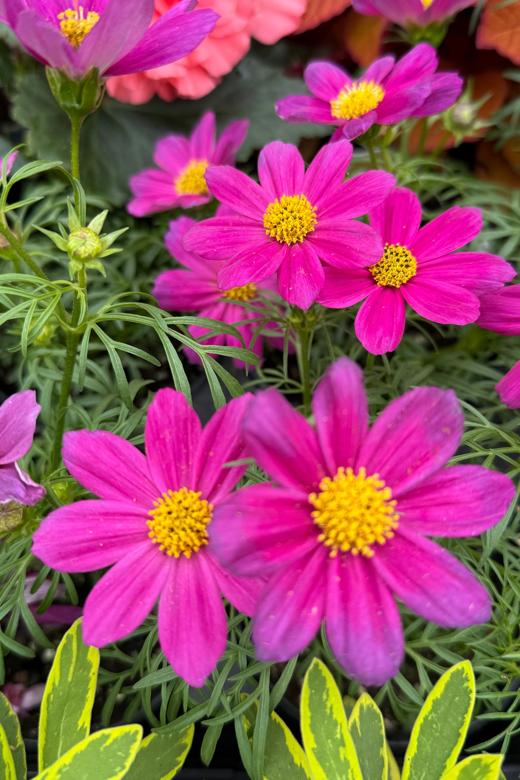 Cosmos 'Sonata Carmine' up close with its bright magenta flower in May ©Sprout Home