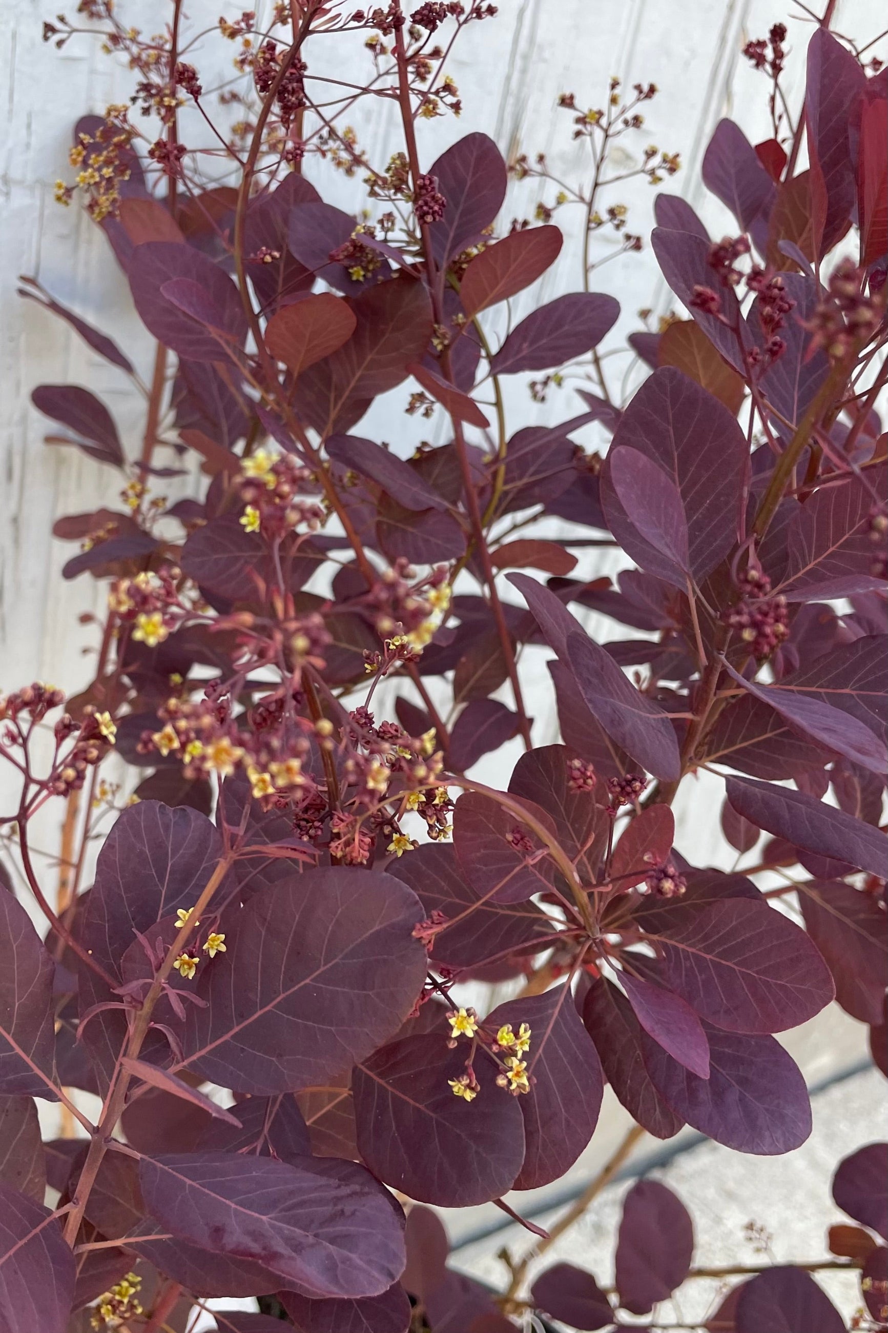 Cotinus 'Winecraft Black' in bud and bloom mid May up close with its ovate burgundy leaves. ©Sprout Home