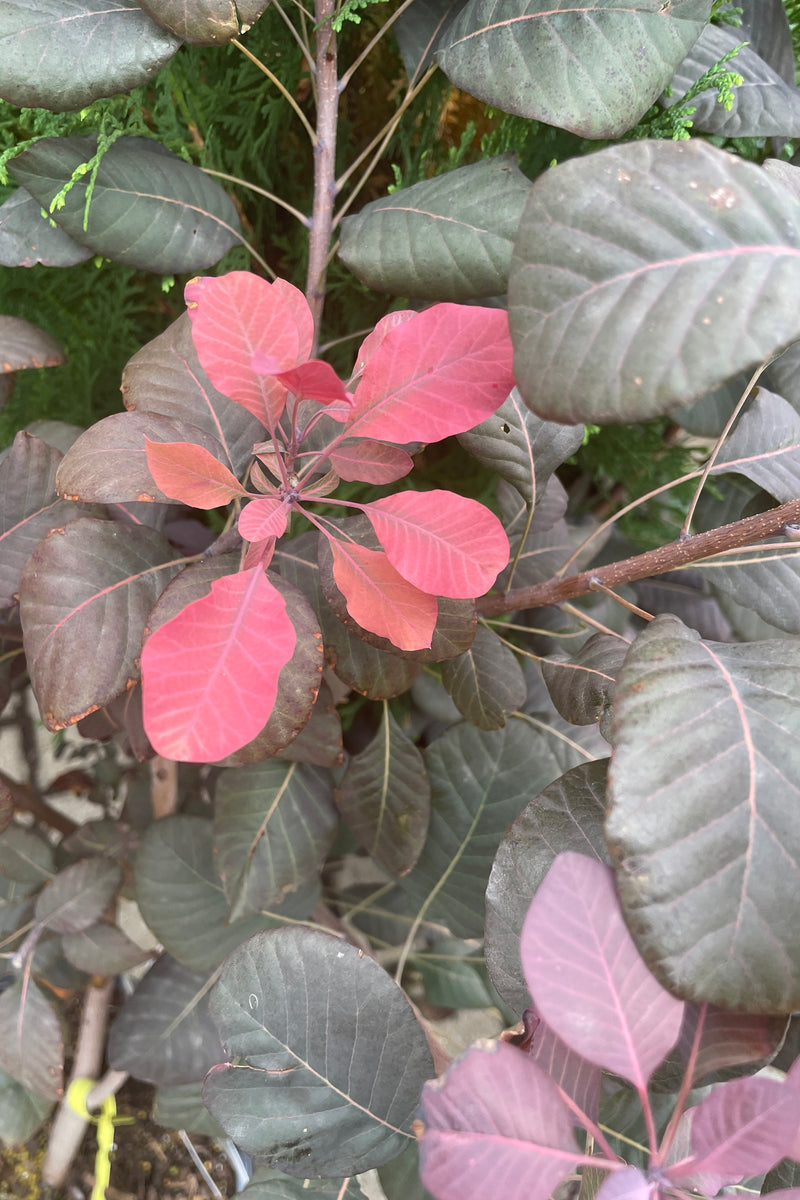 Detail of the Cotinus 'Winecraft Black' in October with dark burgundy leaves and bright rose leaves. 