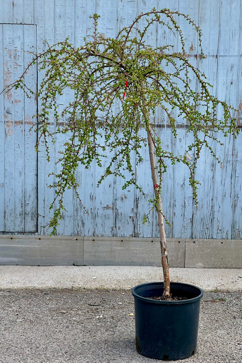 Cotoneaster apiculataus in a #7 growers pot standard form the end of April standing in front of a wooden wall. 