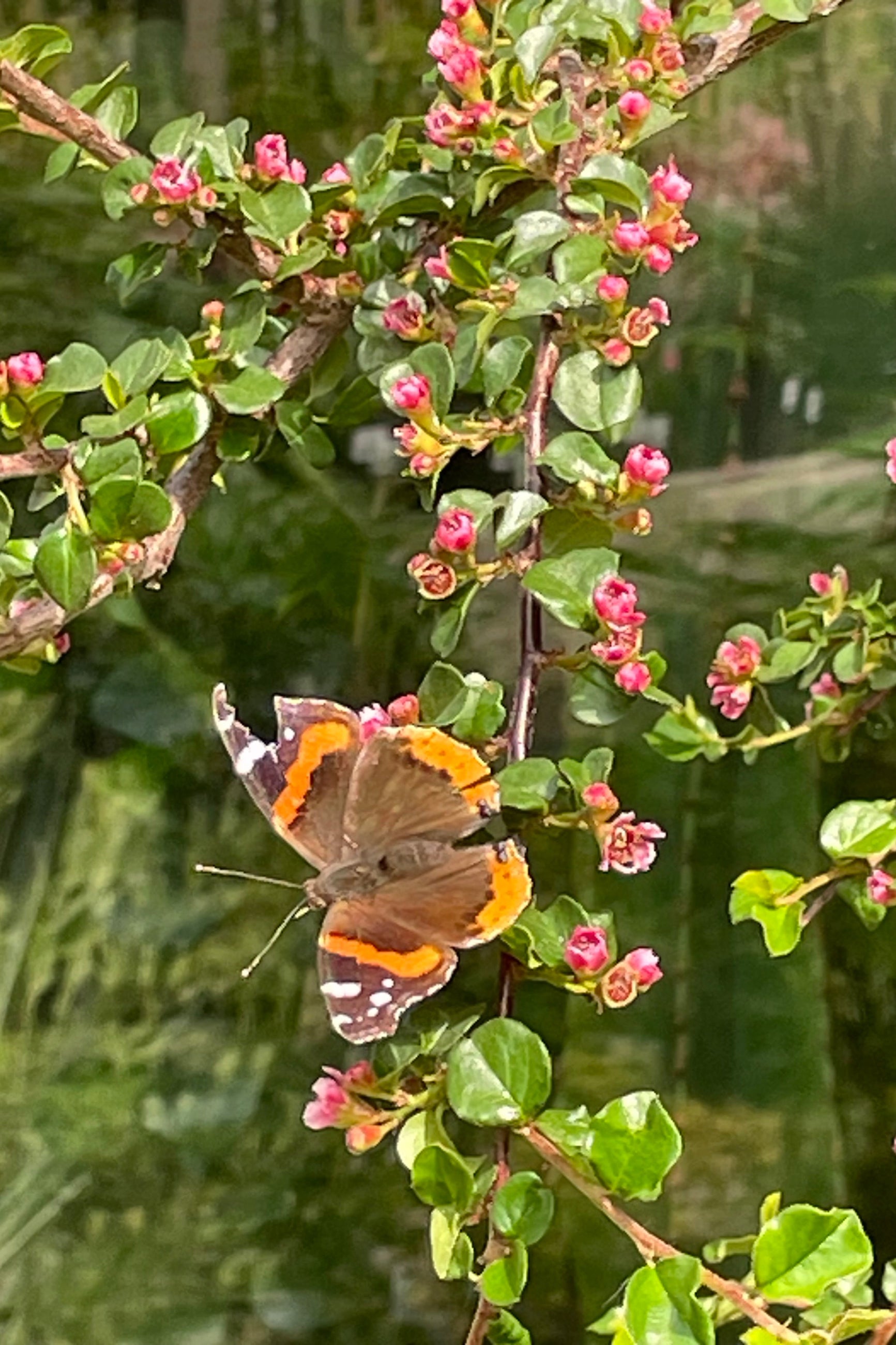 Cotoneaster apiculatus up close with its flowers and a butterfly mid May ©Sprout Home