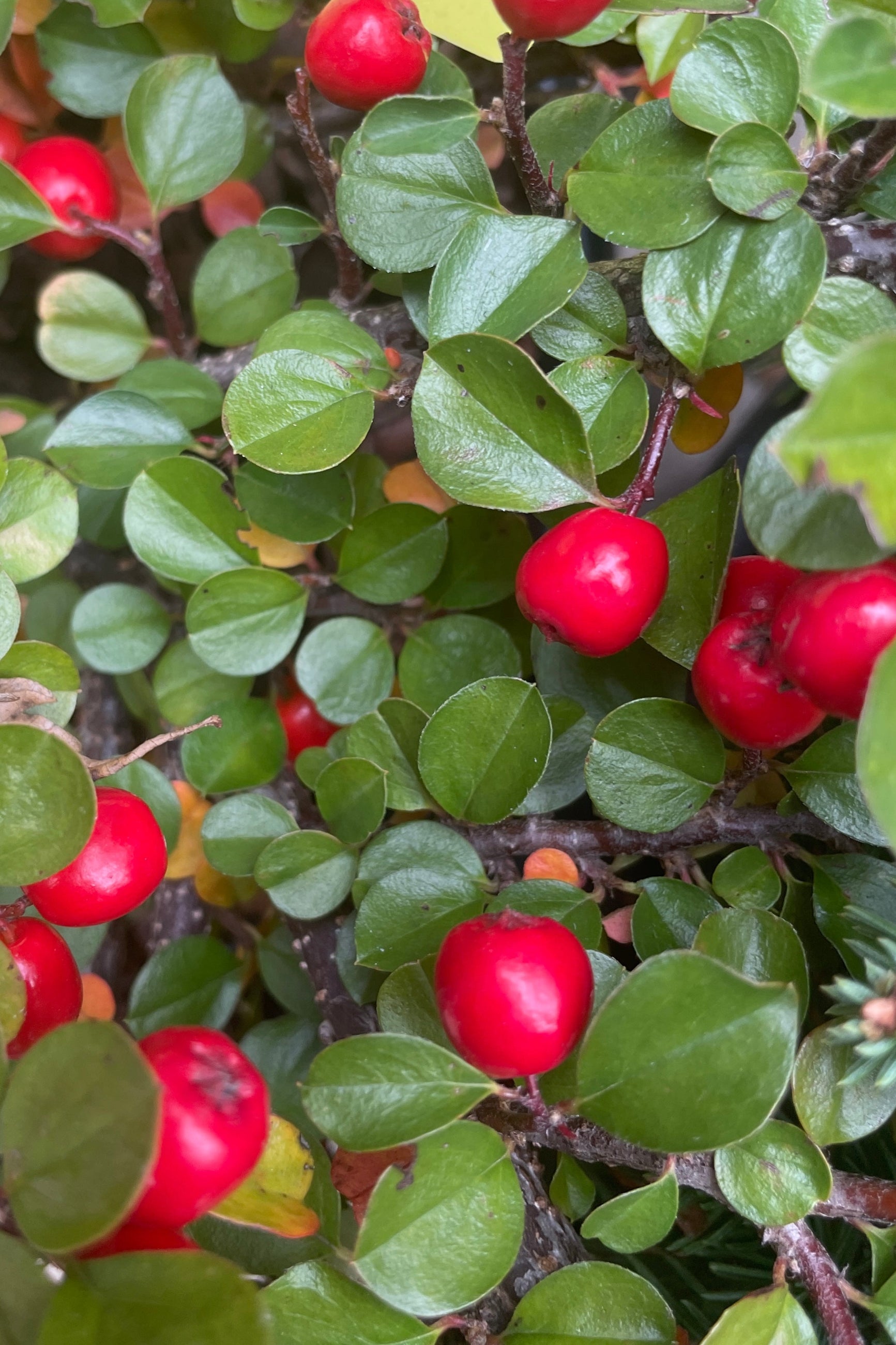 Detail picture of the shiny green leaves and bright red berries the end of October on the Cotoneaster apiculatus in the Sprout Home yard. ©Sprout Home