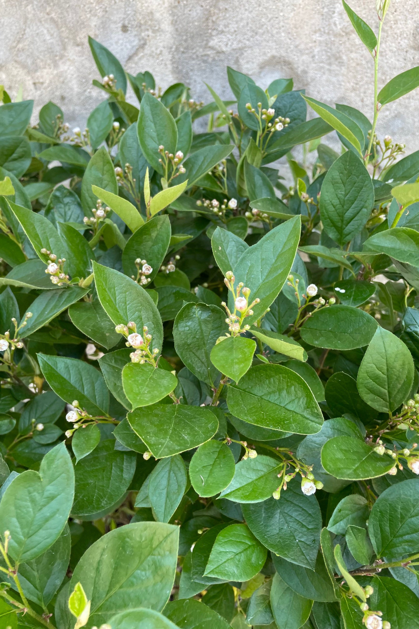 Contoneaster hedge in bud and bloom the end of May with its tiny white flowers and ovate green foliage. ©Sprout Home