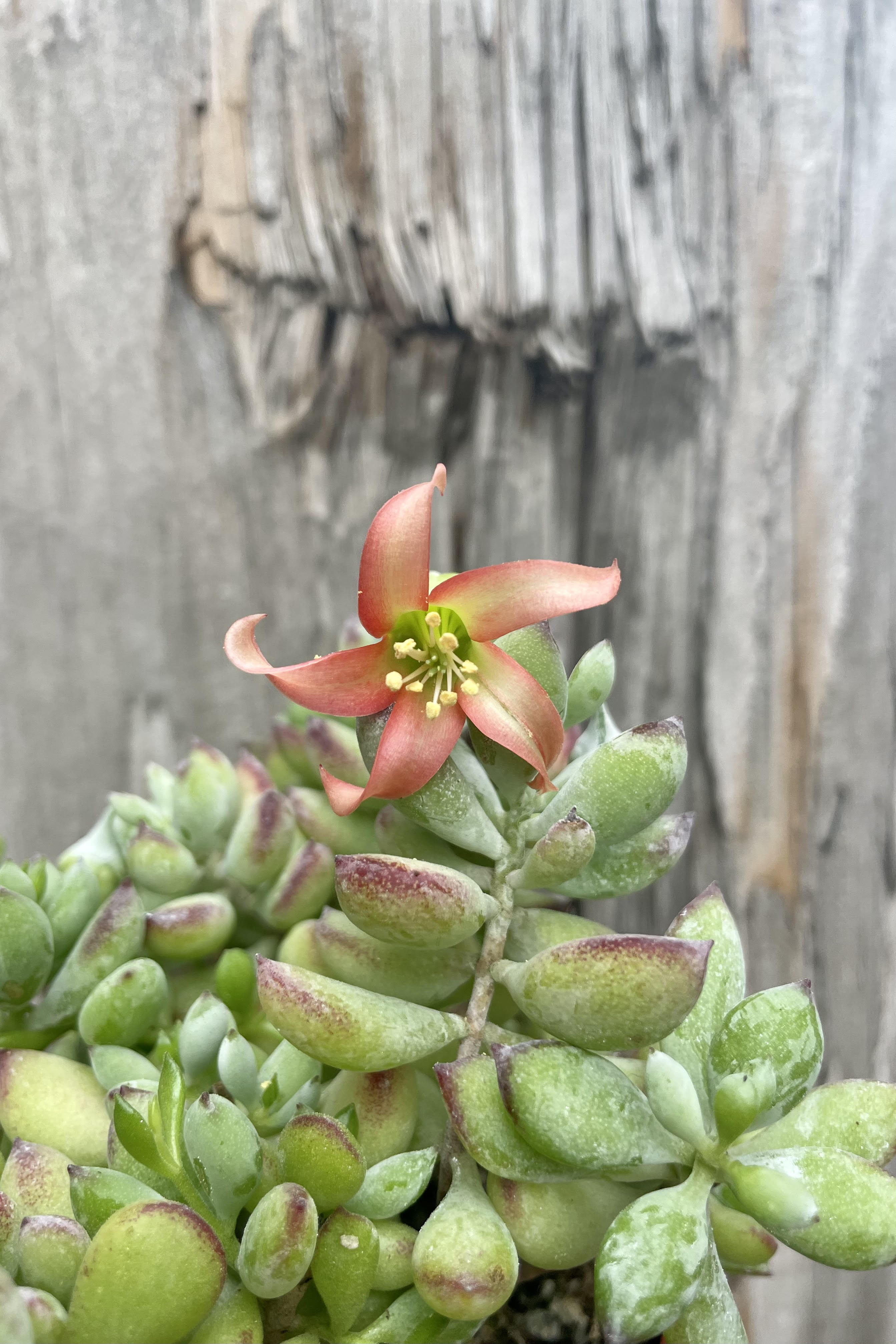 A detailed view of Cotyledon pendens flower and leaves