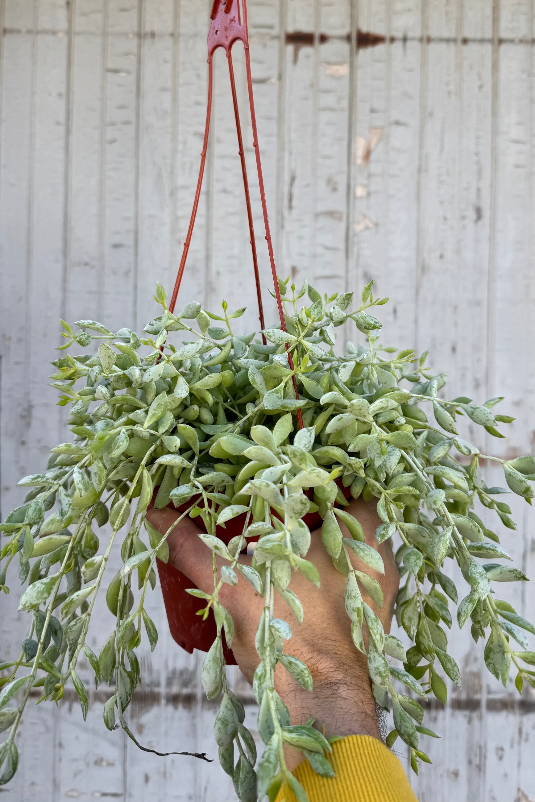 Succulent plant with silvery green beads that trail over a hanging planter against a grey wall. ©Sprout Home