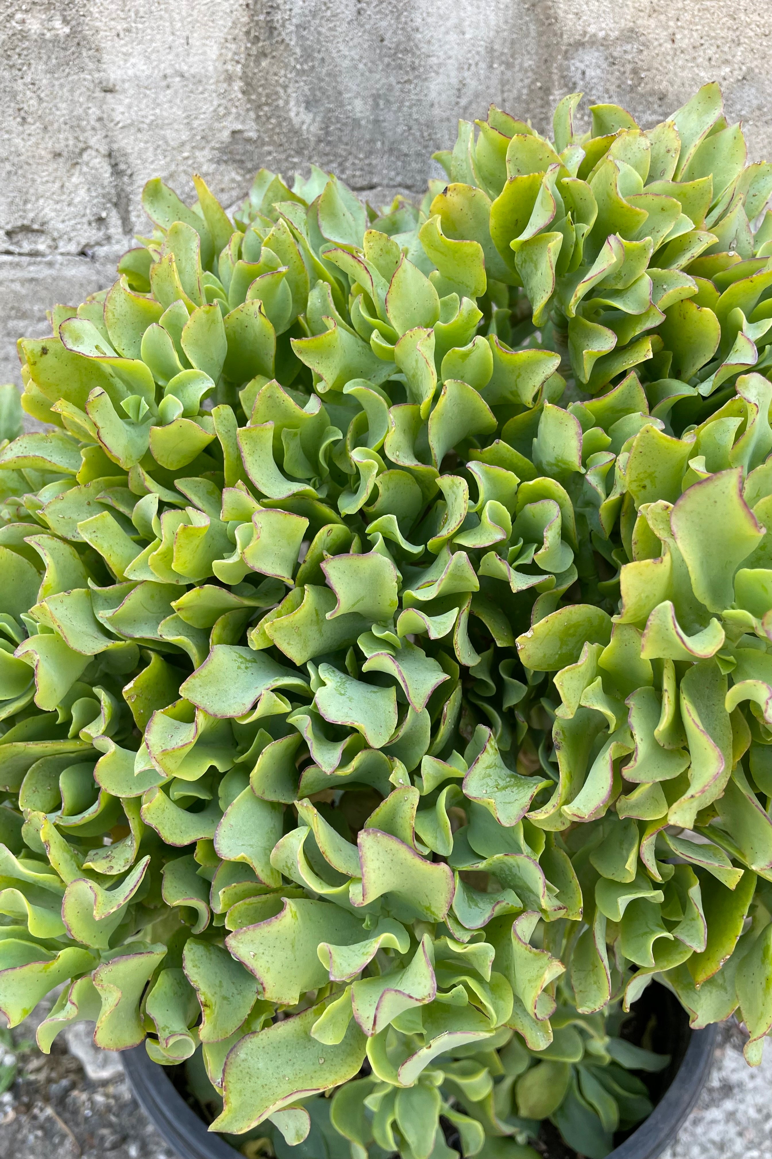 A detailed view of Crassula arborescens undulatifolia #5 stump/character against concrete backdrop