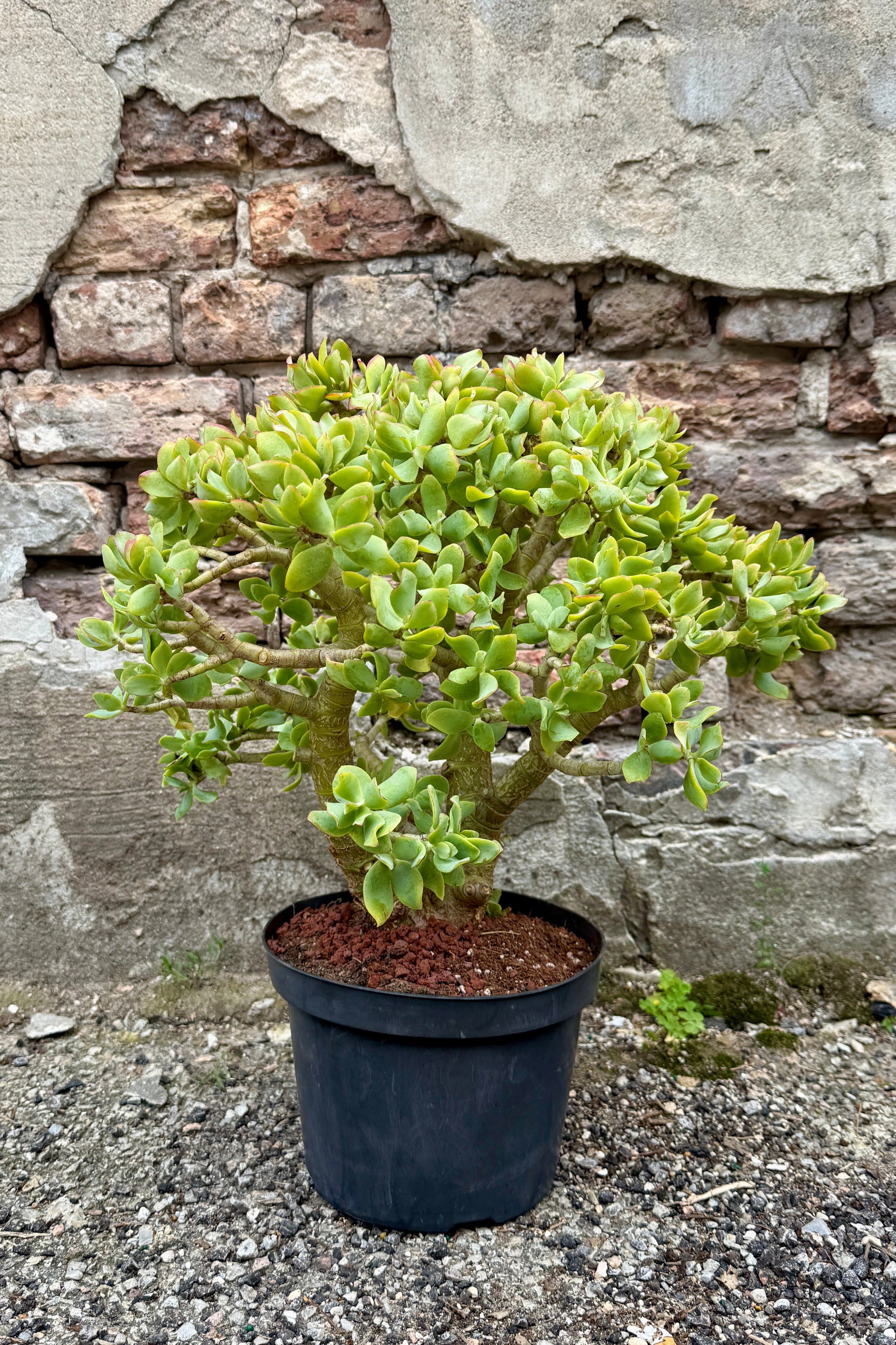 Crassula arborescens undulatifolia 8" stump in front of a stone wall ©Sprout Home