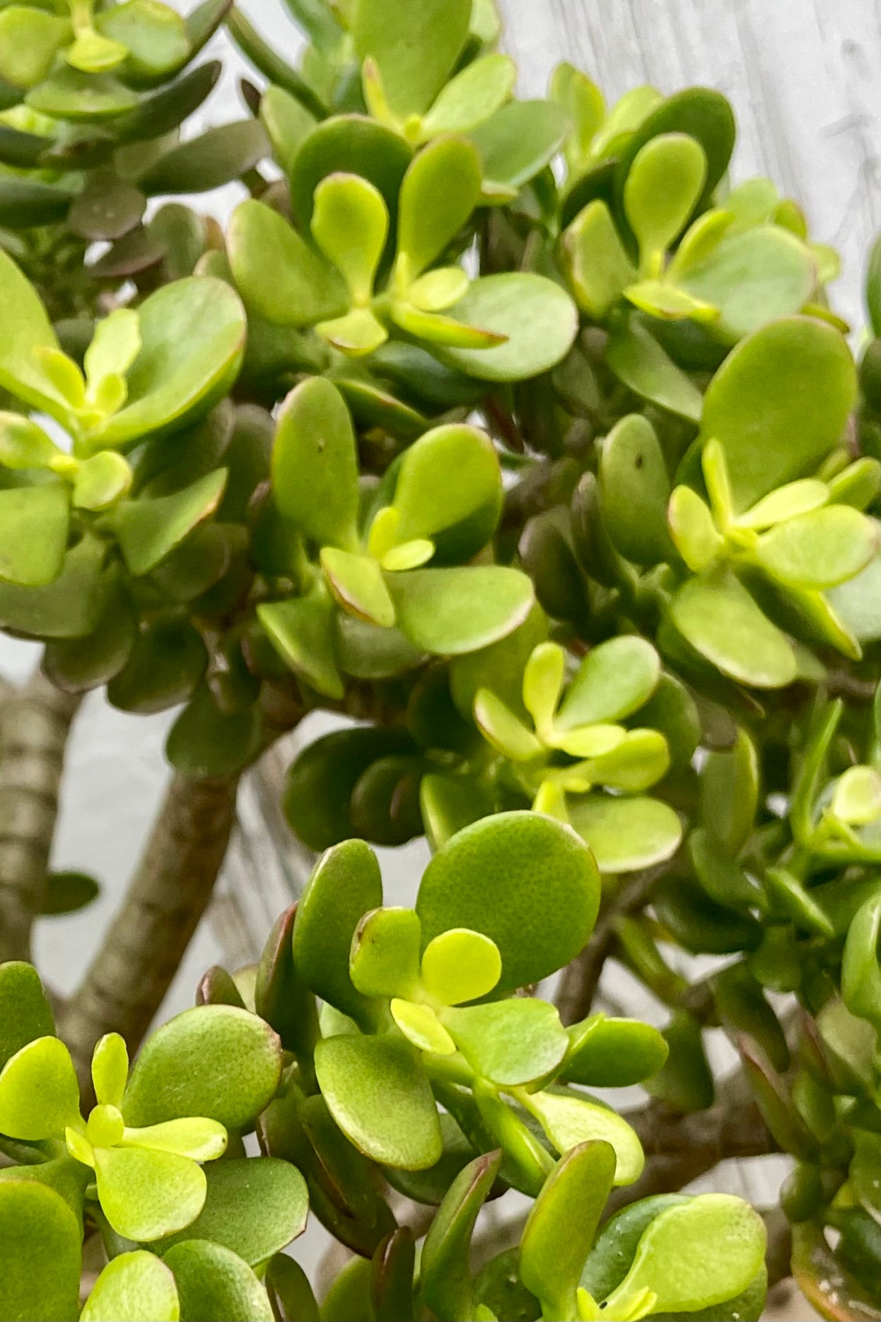 Close-up of succulent green leaves. 'Crosby' Jade ©Sprout Home