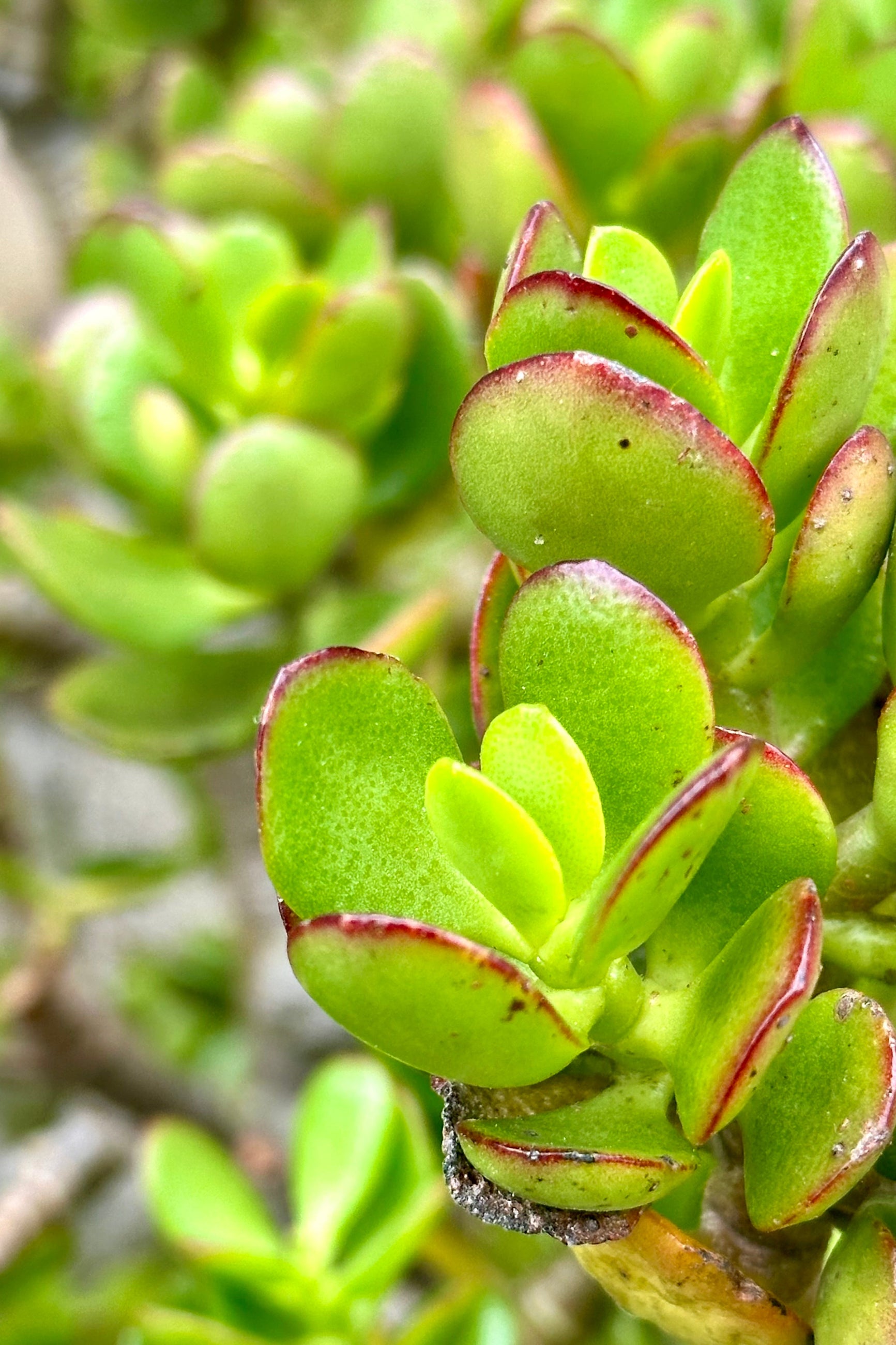 The thick ovate to round green with red tipped leaves of the Crasula ovate "Jade" ©Sprout Home