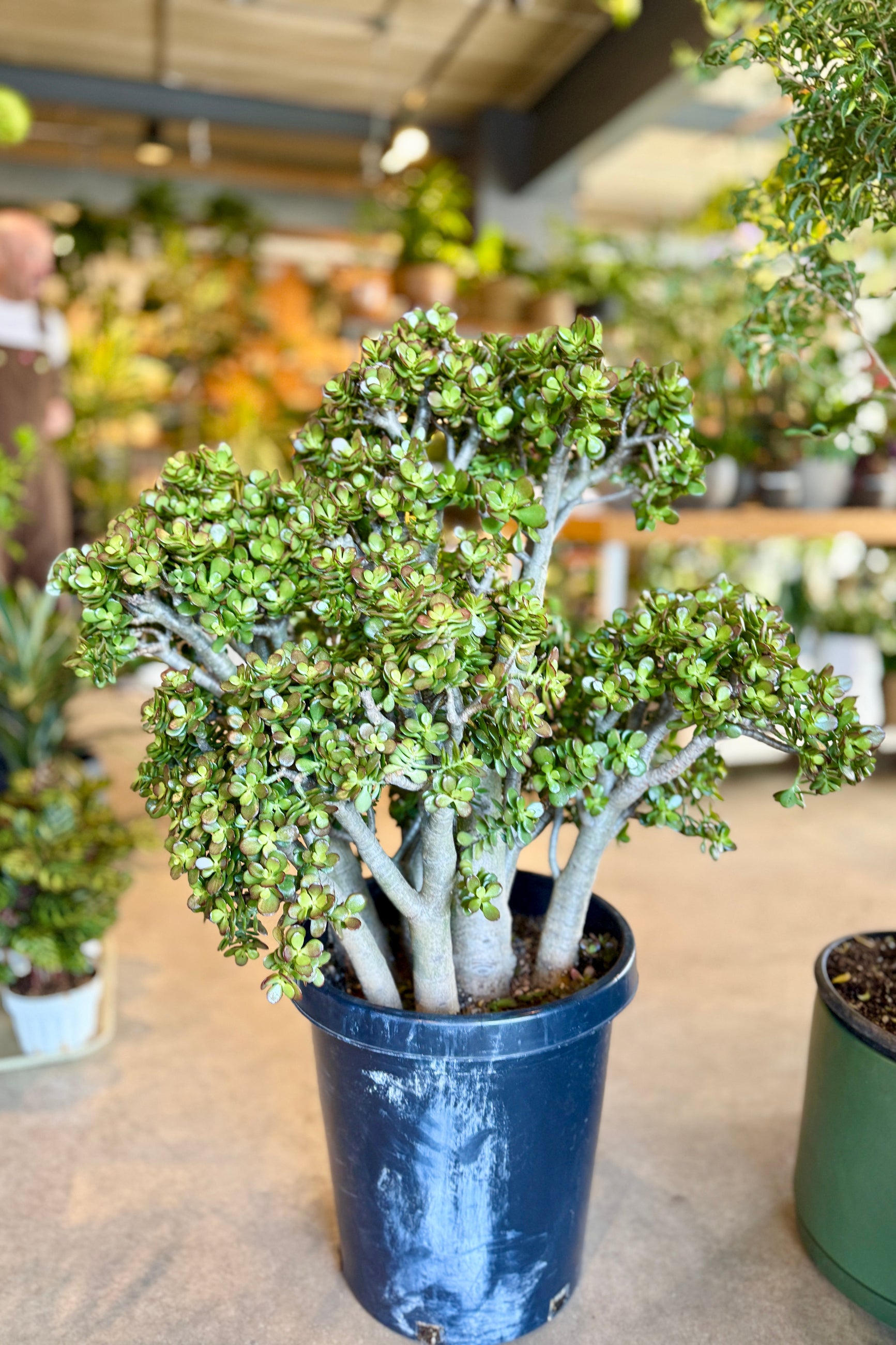 Potted Crassula ovata 'Crosby' plant in a 15g growers pot in the Sprout Home store setting with blurred background ©Sprout Home