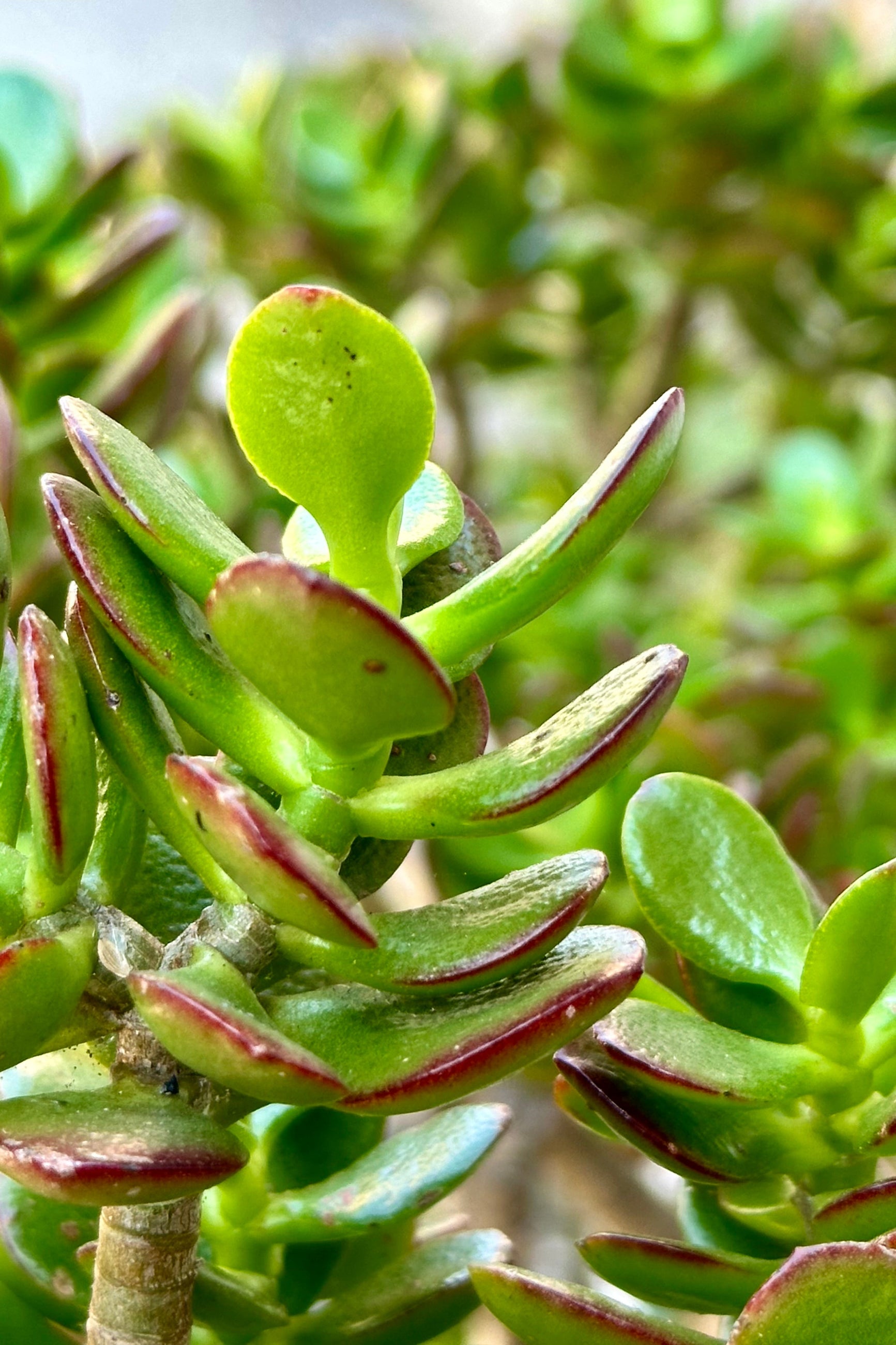 A detail of the thick rounded leaves of the Crassula 'Gollum' jade. ©Sprout Home