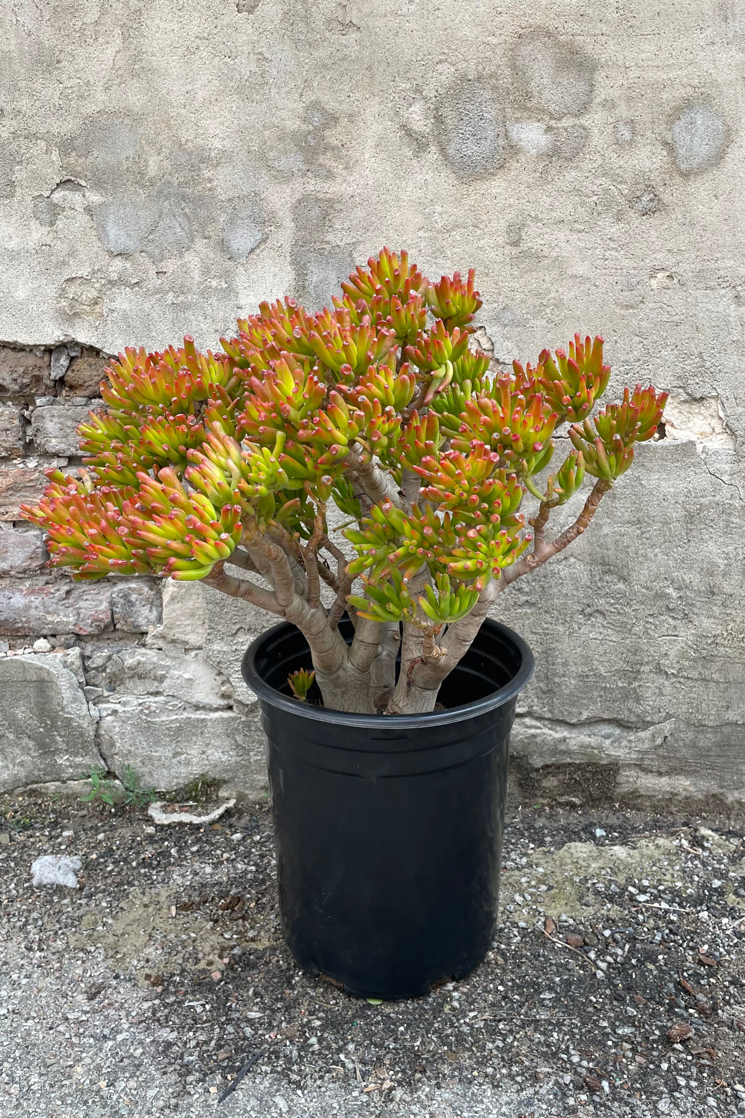 Crassula ovata 'Gollum' in a #5 pot in stump/ character form.