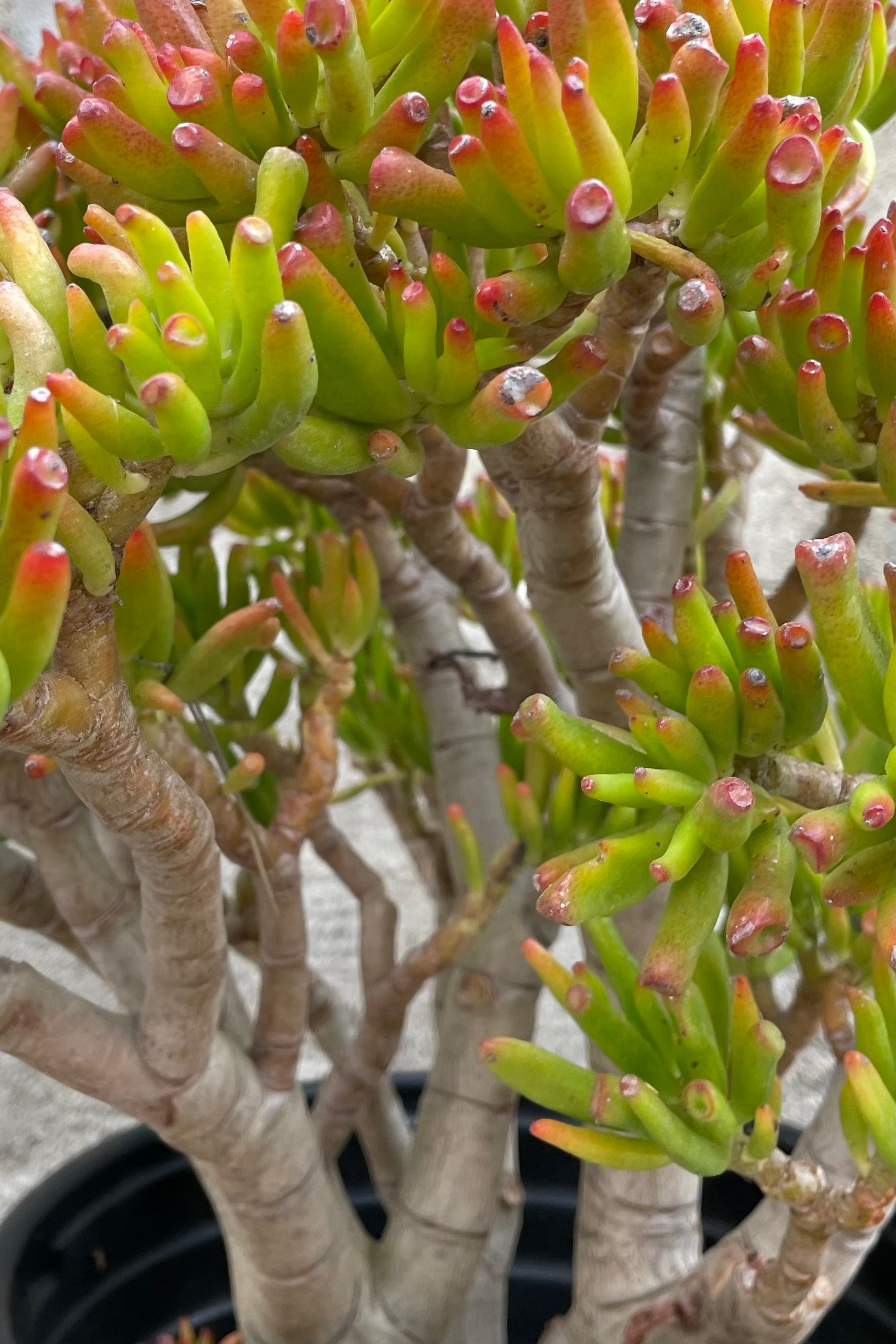 Crassula 'Gollum' leaves and branching up close.