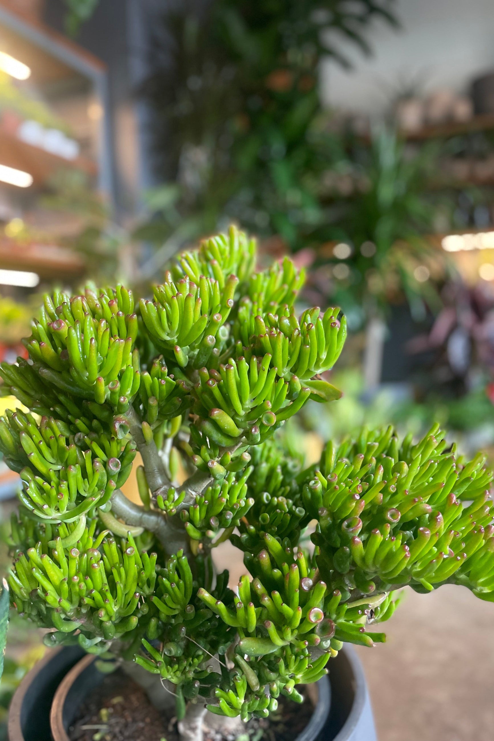 A Gollum Jade in a garden store ©Sprout Home