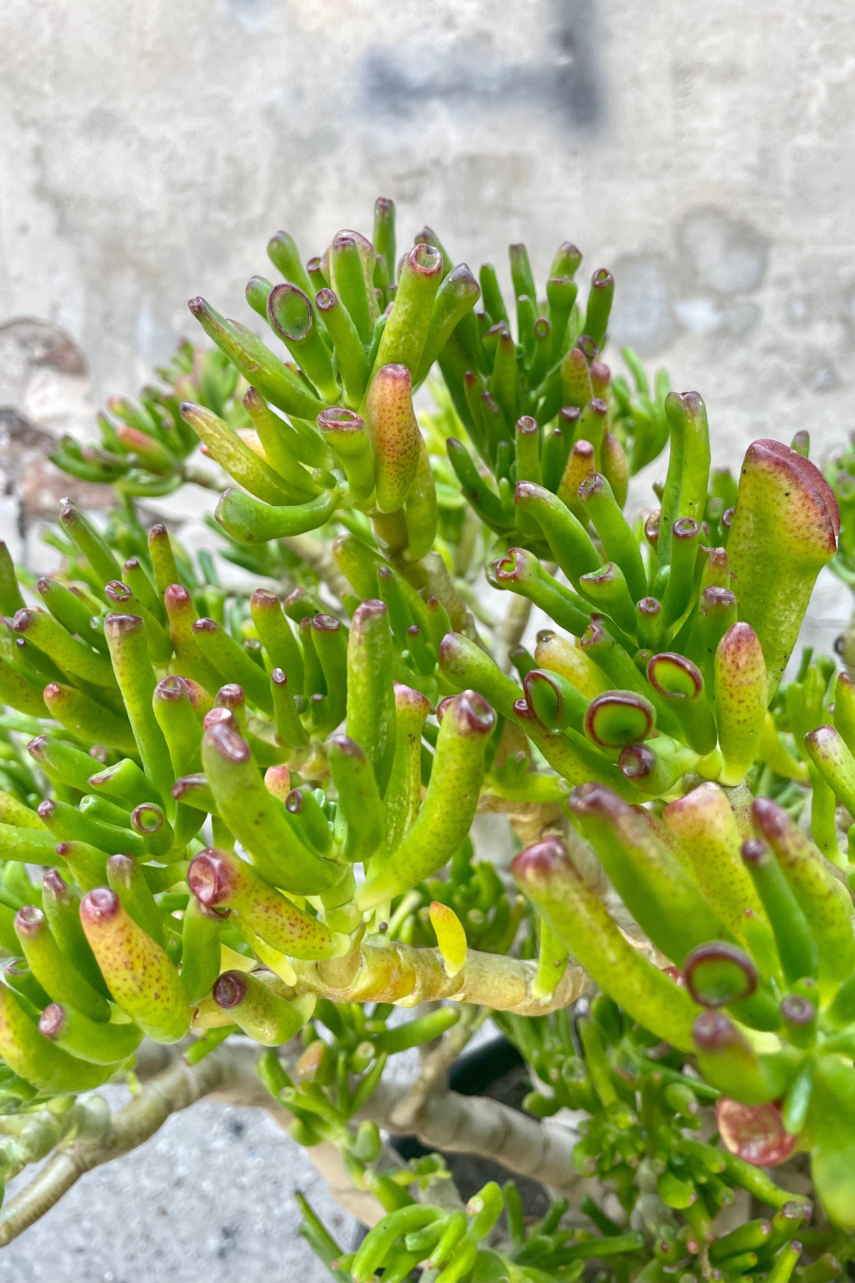 Close Photo of tubular Crassula 'Hobbit' leaves against a concrete wall. ©Sprout Home