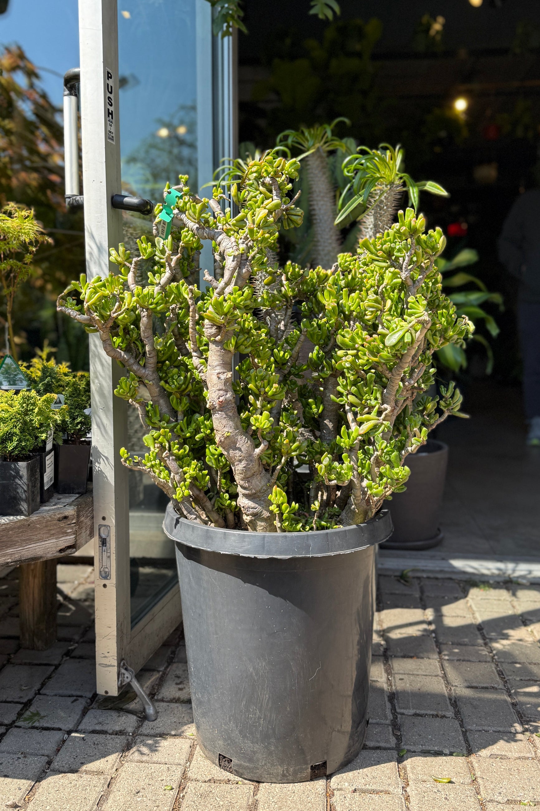 Crassula ovata 'Hobbit' #15 stump / tree form at Sprout Home ©Sprout Home