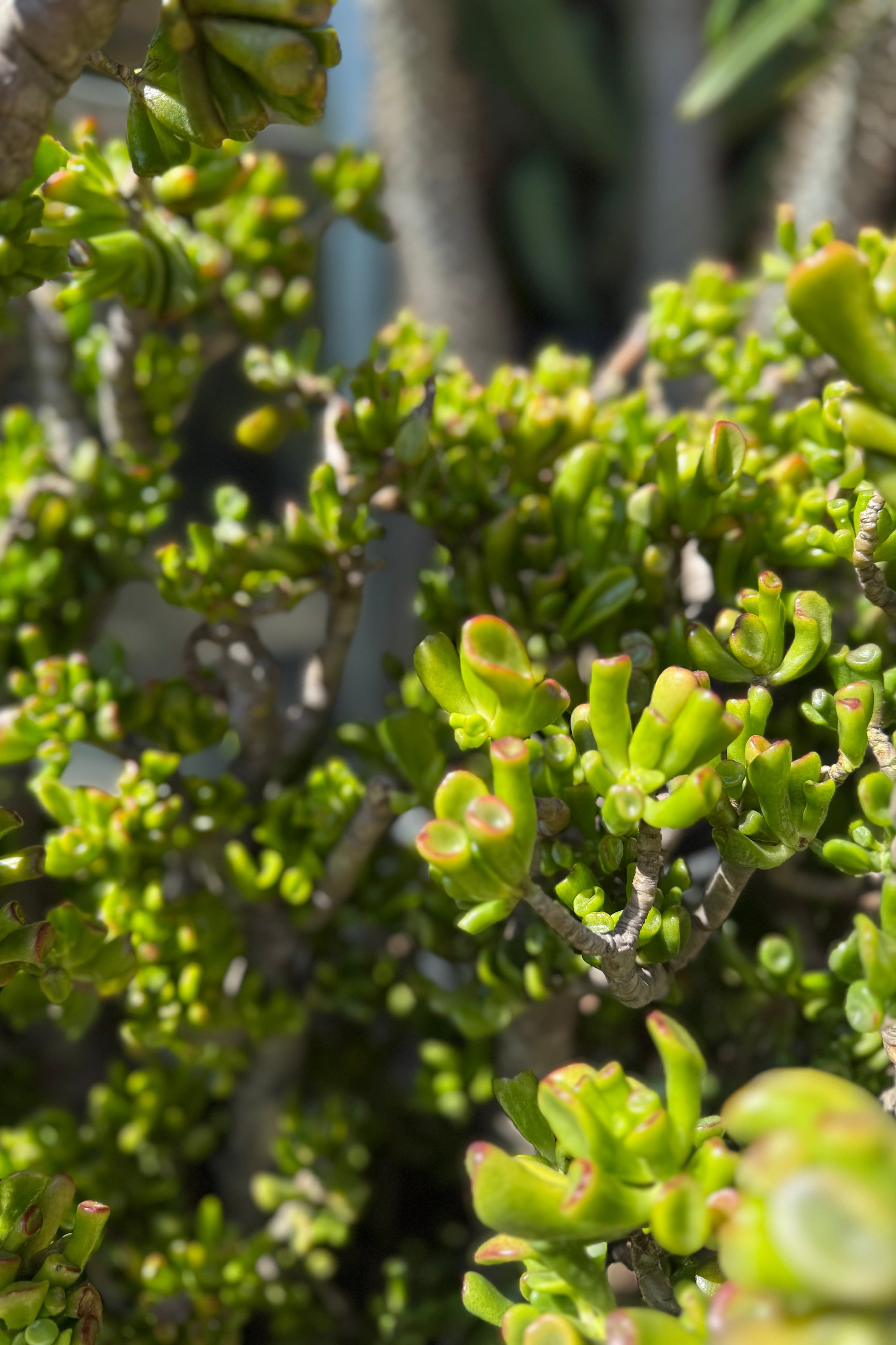 twisted jade plant Crassula ovata 'Hobbit' #15 stump / tree form at SPROUT HOME