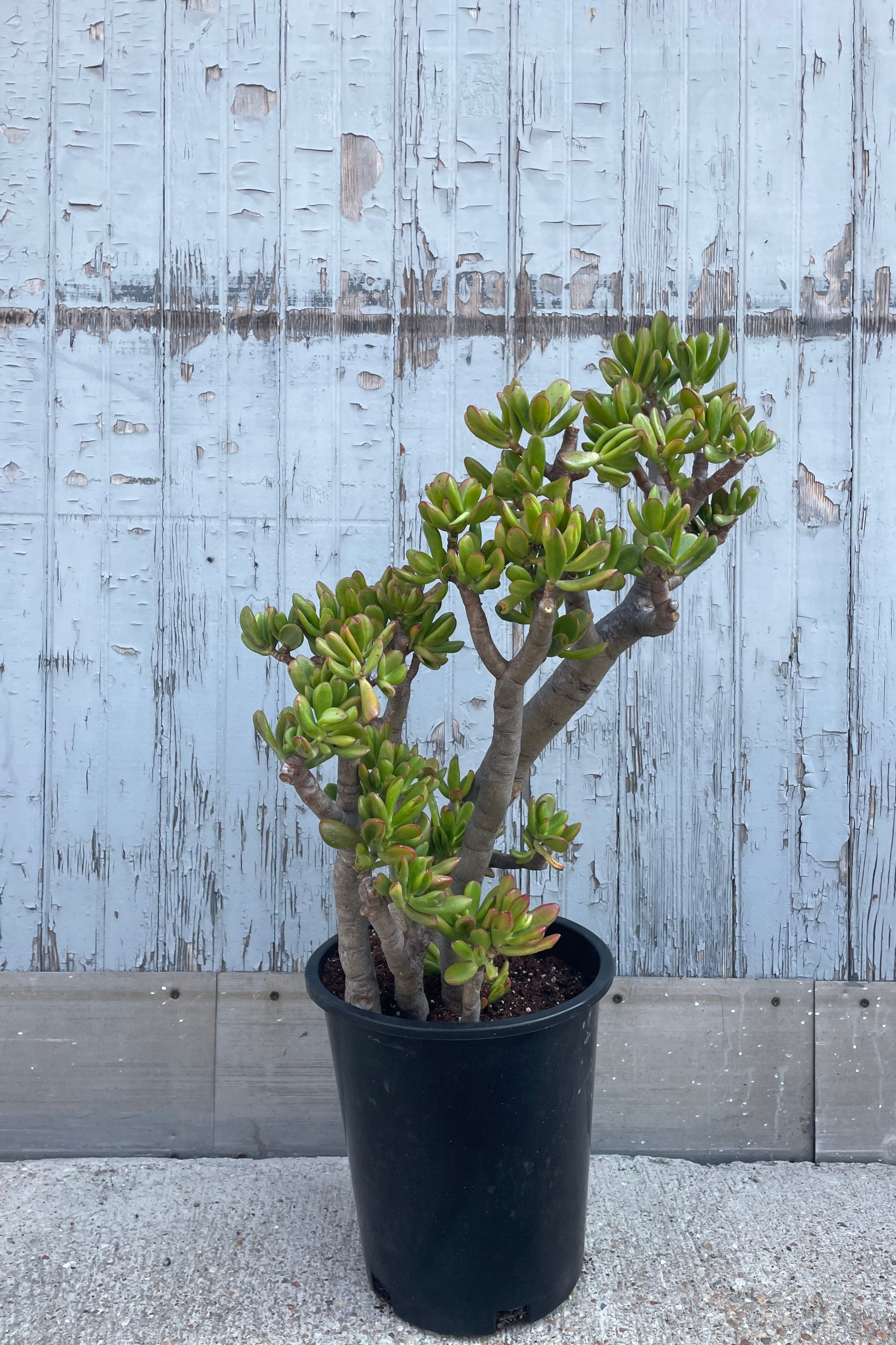 A full view of Crassula ovata 'Hobbit' #5 in grow pot against wooden background ©Sprout Home