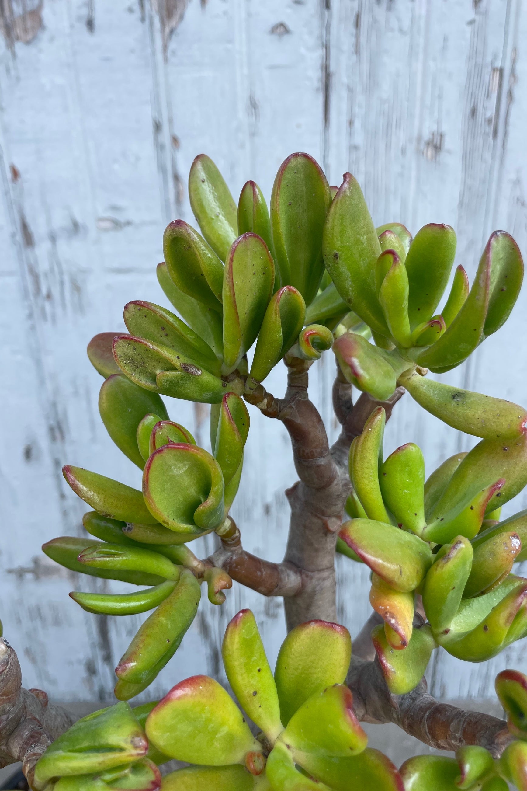 A detailed view of Crassula ovata 'Hobbit' #5 against wooden backdrop ©Sprout Home