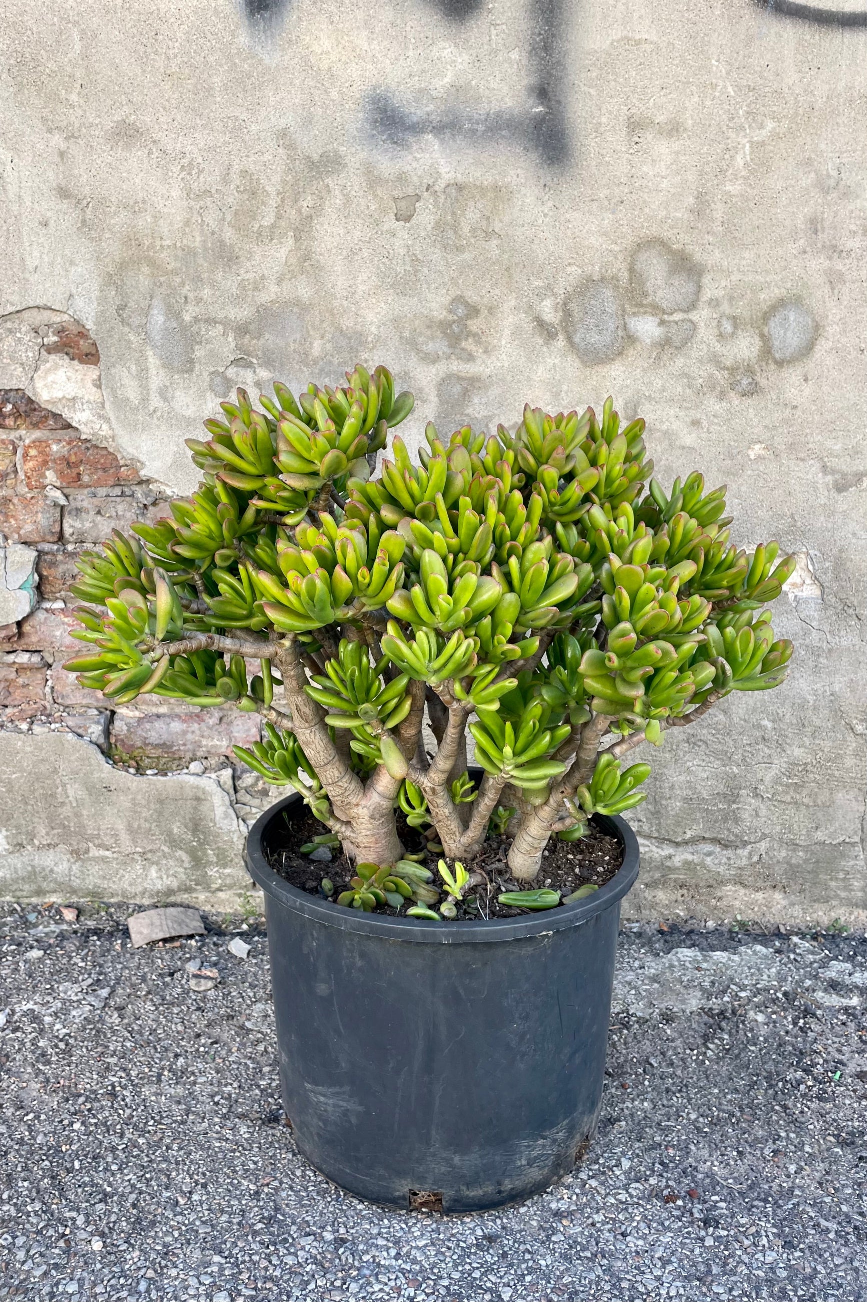 Photo of Crassula ovata 'Hobbit' in a black pot against a cement wall ©Sprout Home