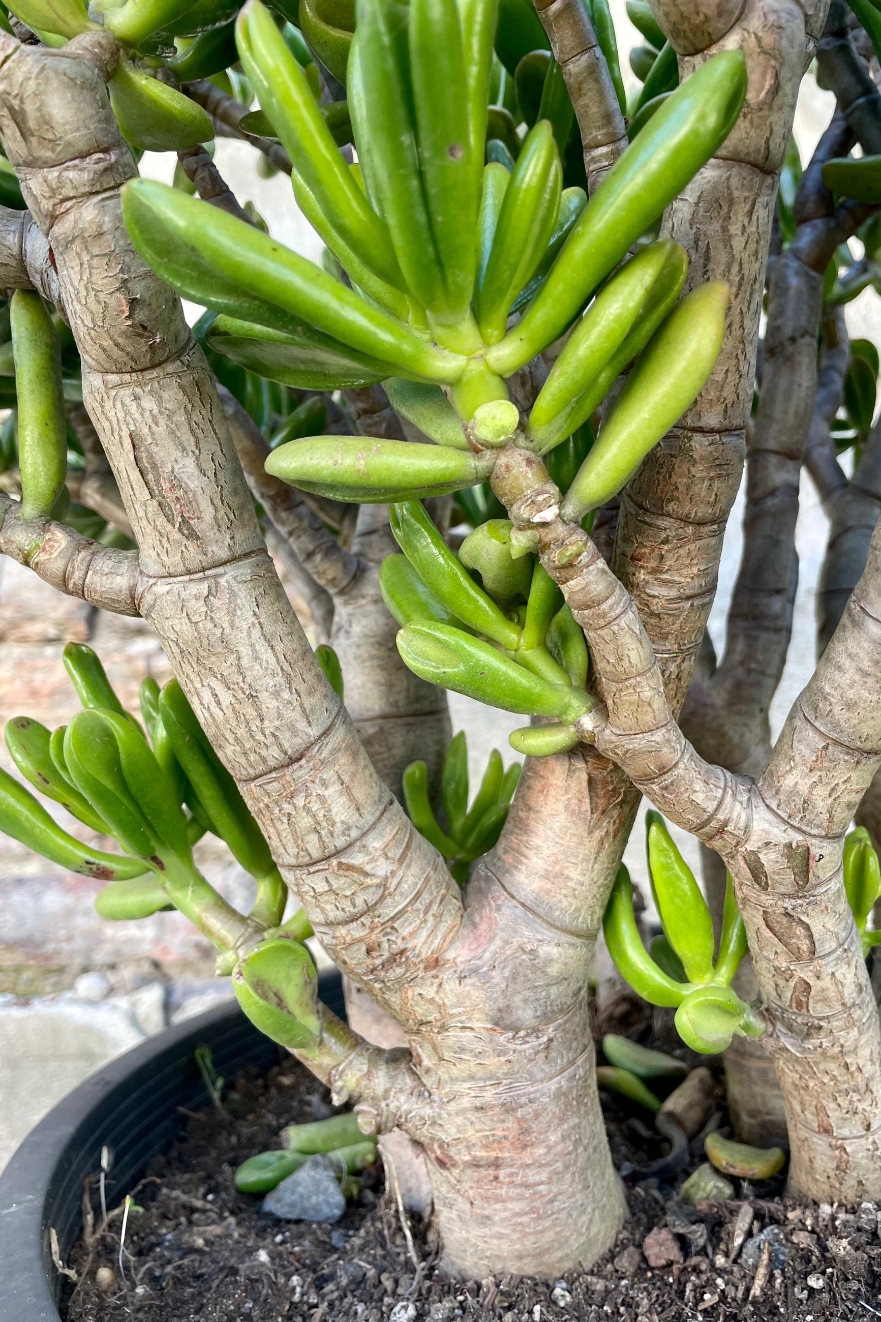 Close photo of corked stems of aged Crassula ovata 'Hobbit' Jade plant. ©Sprout Home