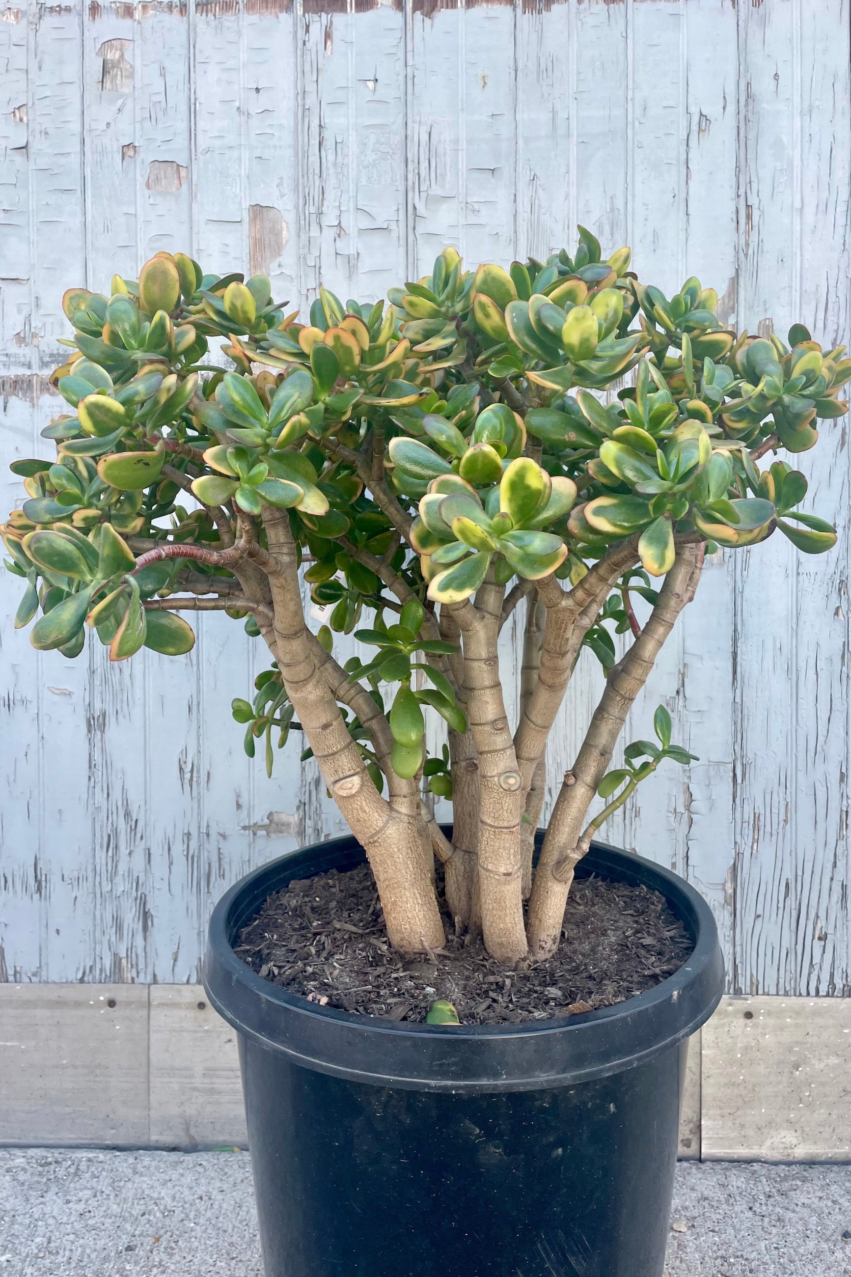 Photo of a potted succulent Jade tree with bright green and yellow leaves in front of a wooden wall. ©Sprout Home
