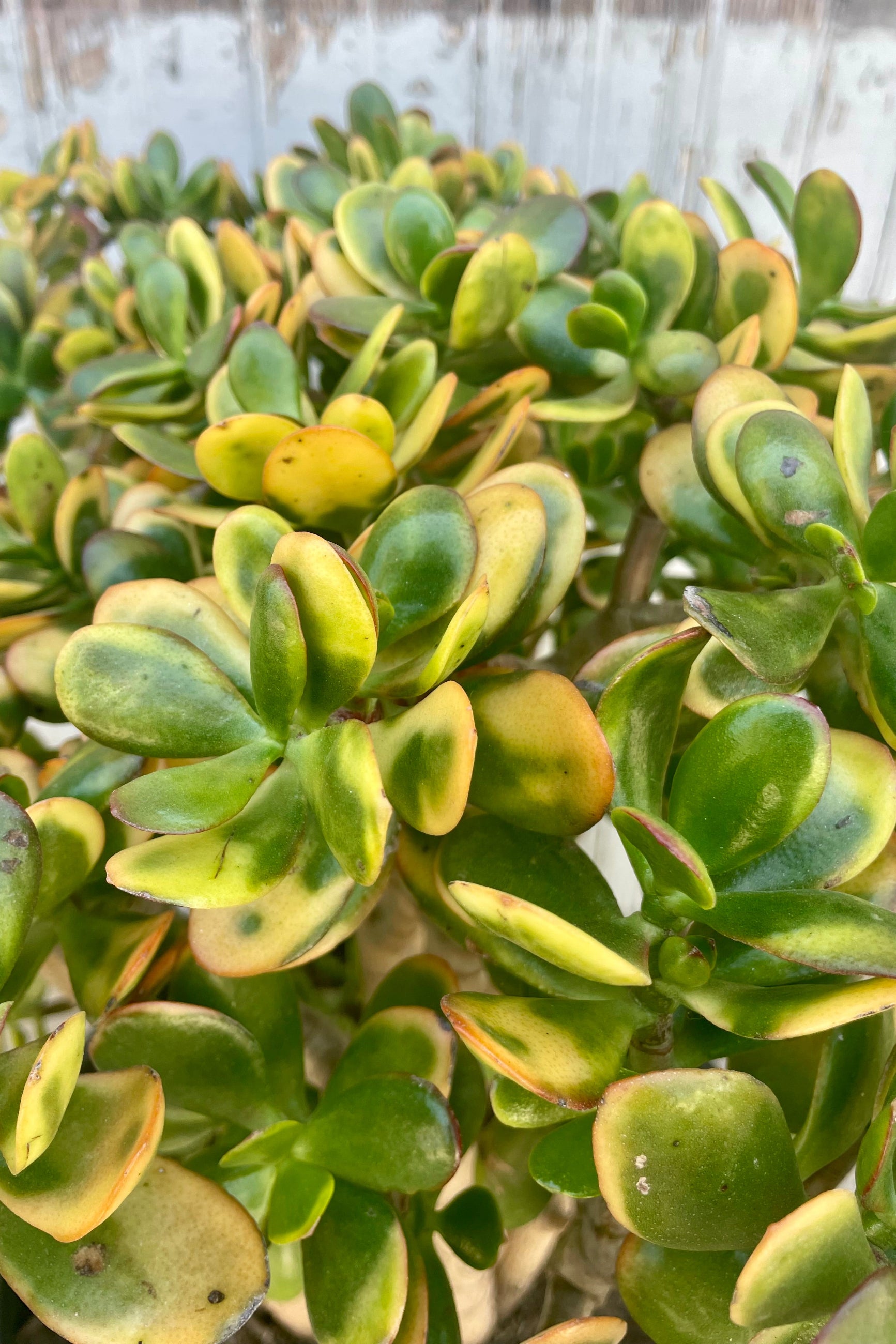 Close photo of succulent leaves that are bright green and yellow Crassula Jade 'Sunset' ©Sprout Home