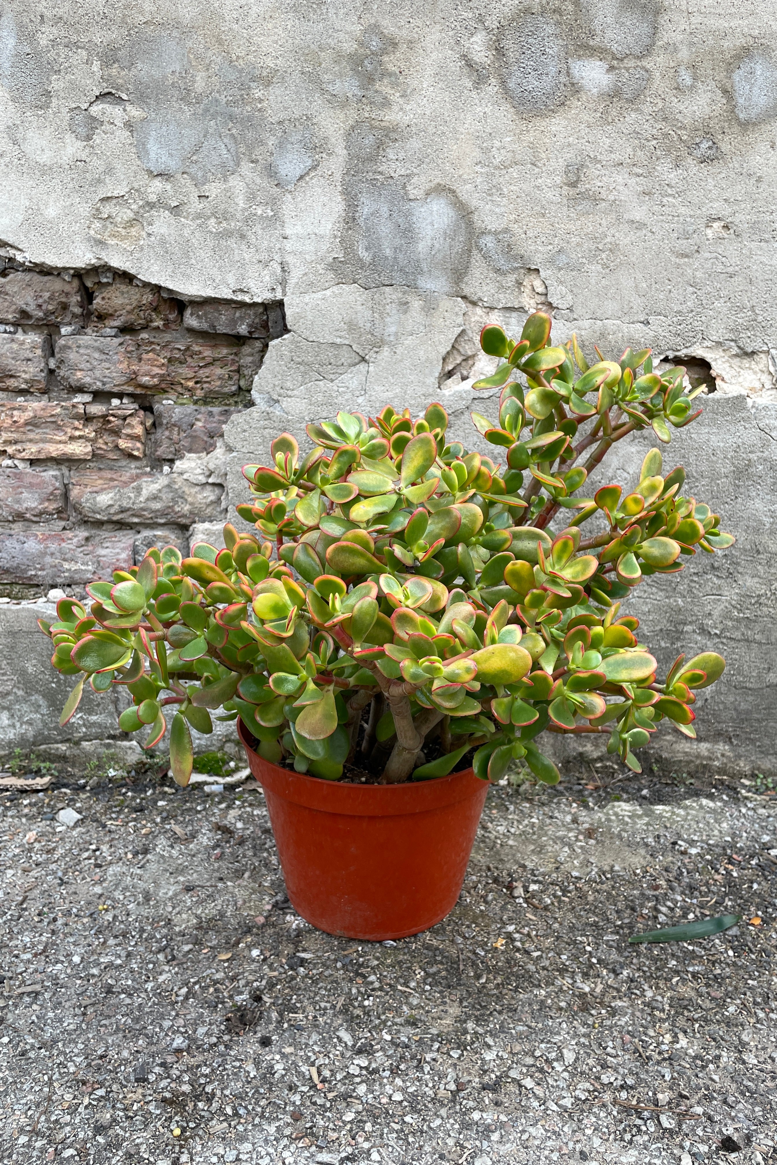 Crassula ovata 'Sunset' in a 10" growers pot against a concrete wall.