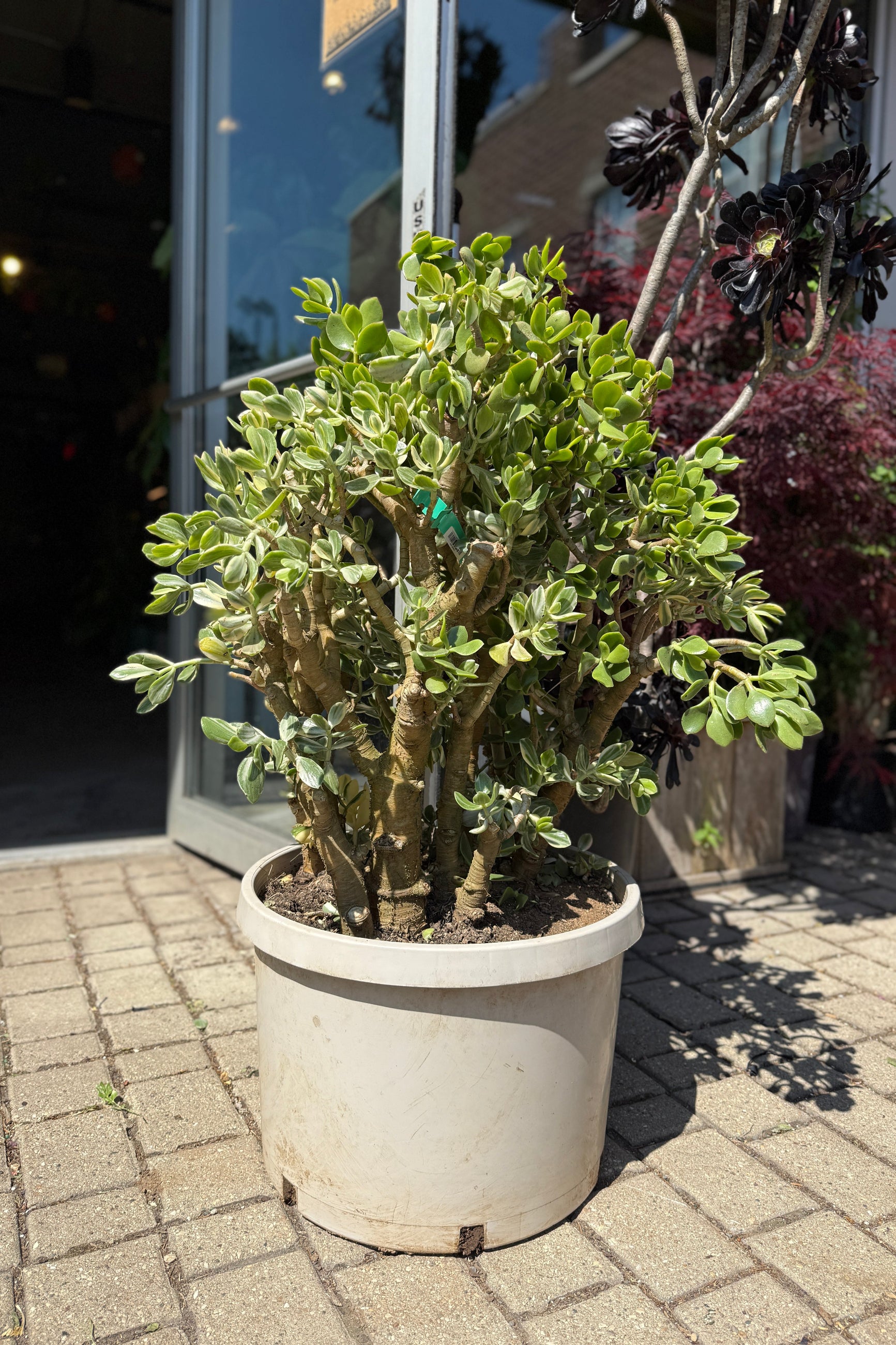 Crassula ovata "Variegated Jade" in a 14" growers pot in the Sprout Home yard ©Sprout Home