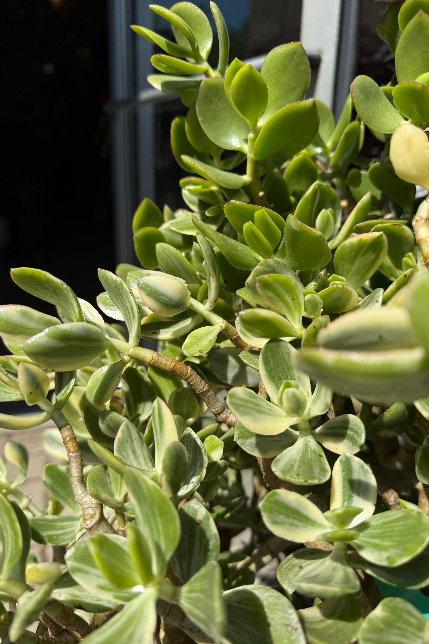 Crassula ovata "Variegated Jade" up close detail of the leaves ©Sprout Home
