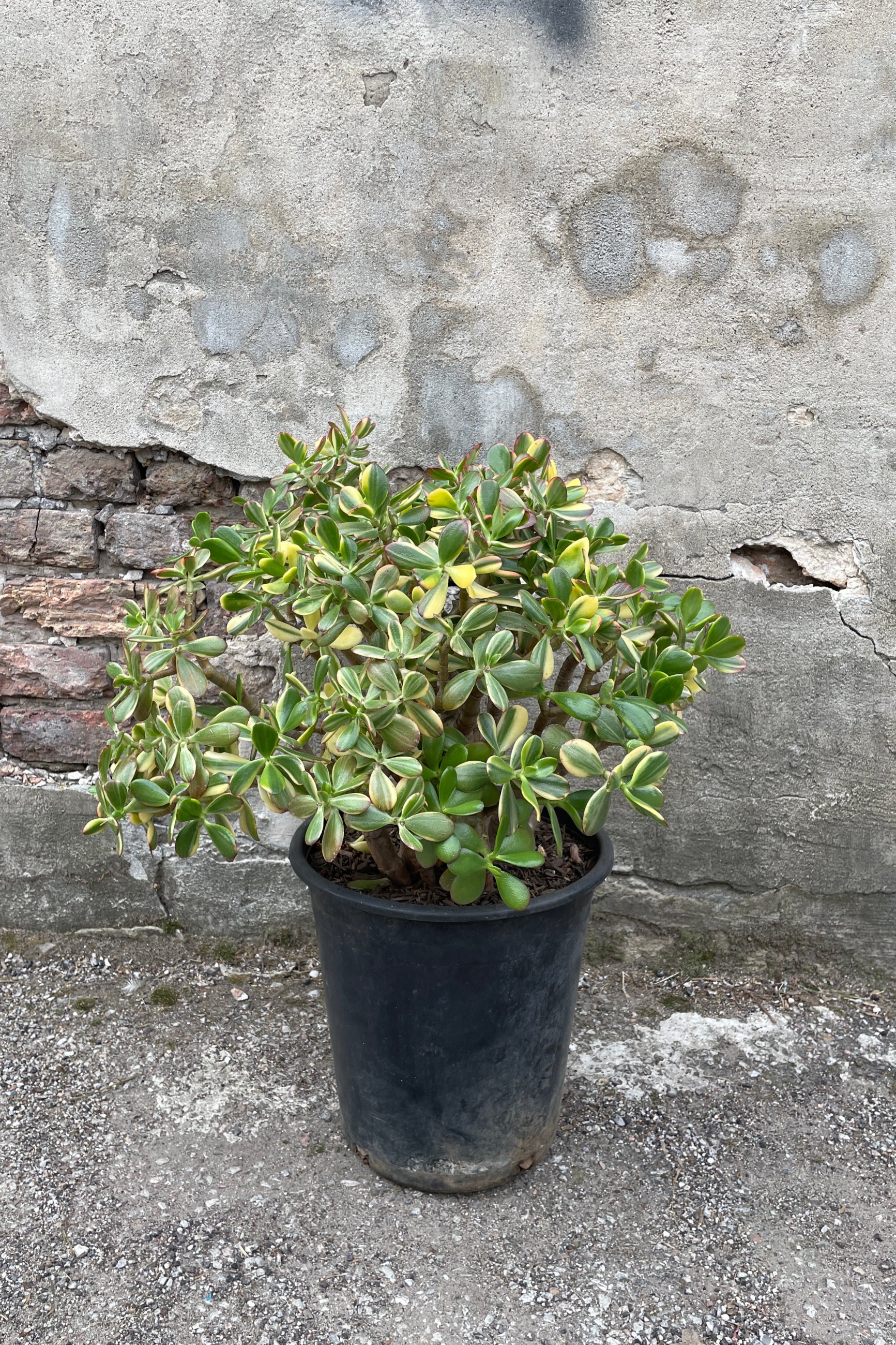 Crassula Variegata jade plant in a 5gal pot at Sprout Home shown from the side.