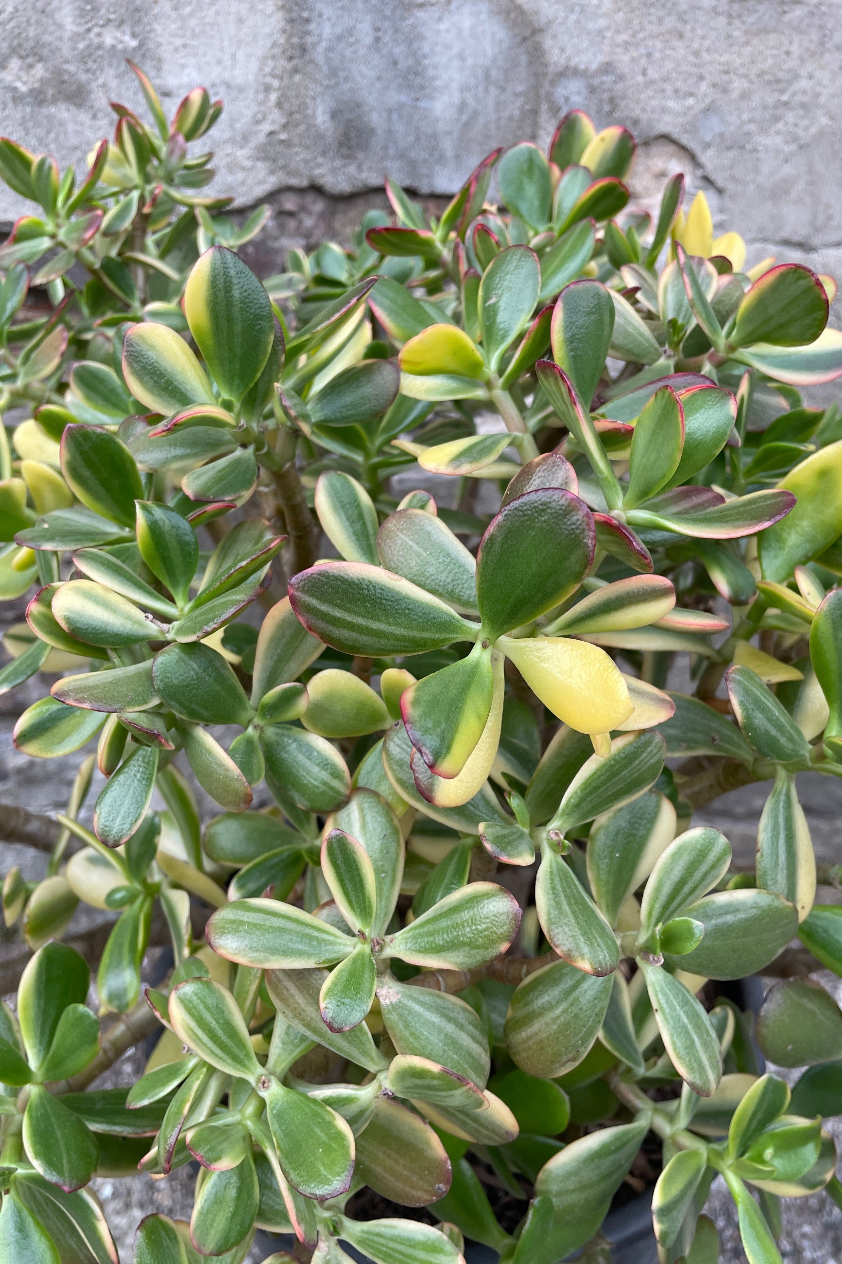 Crassus ovata variegata leaves up close showing the thick multicolored ovate leaves at SPROUT HOME>