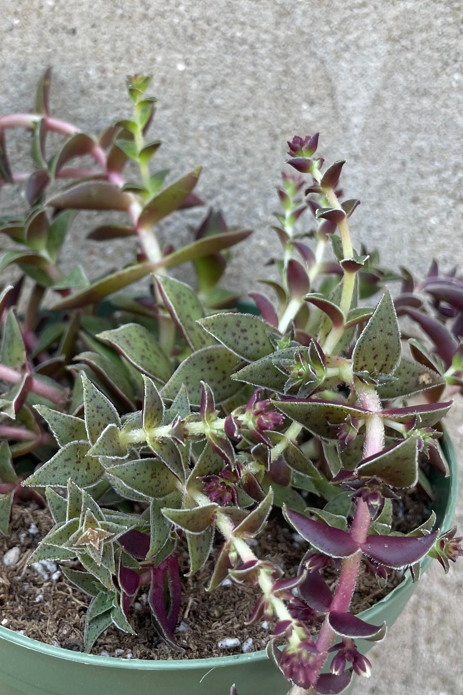 detail picture of the Crassula picturata wooing the burgundy undersides of the gray green leaves. ©Sprout Home