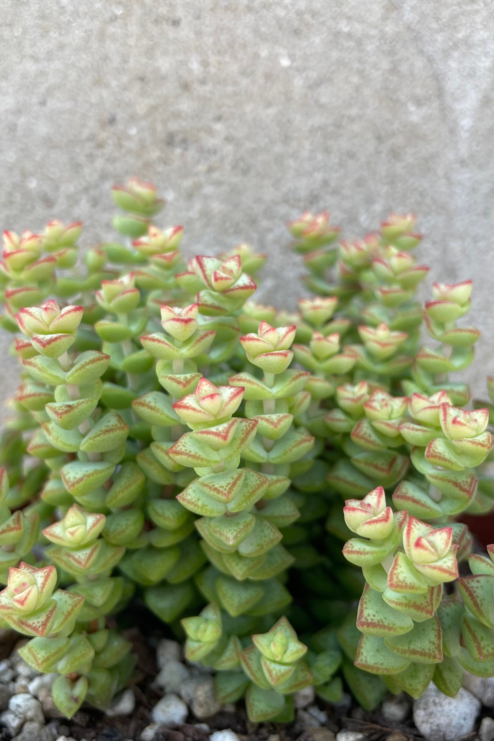 Crassula rupestris ssp. commutata 'Tom Thumb' 4