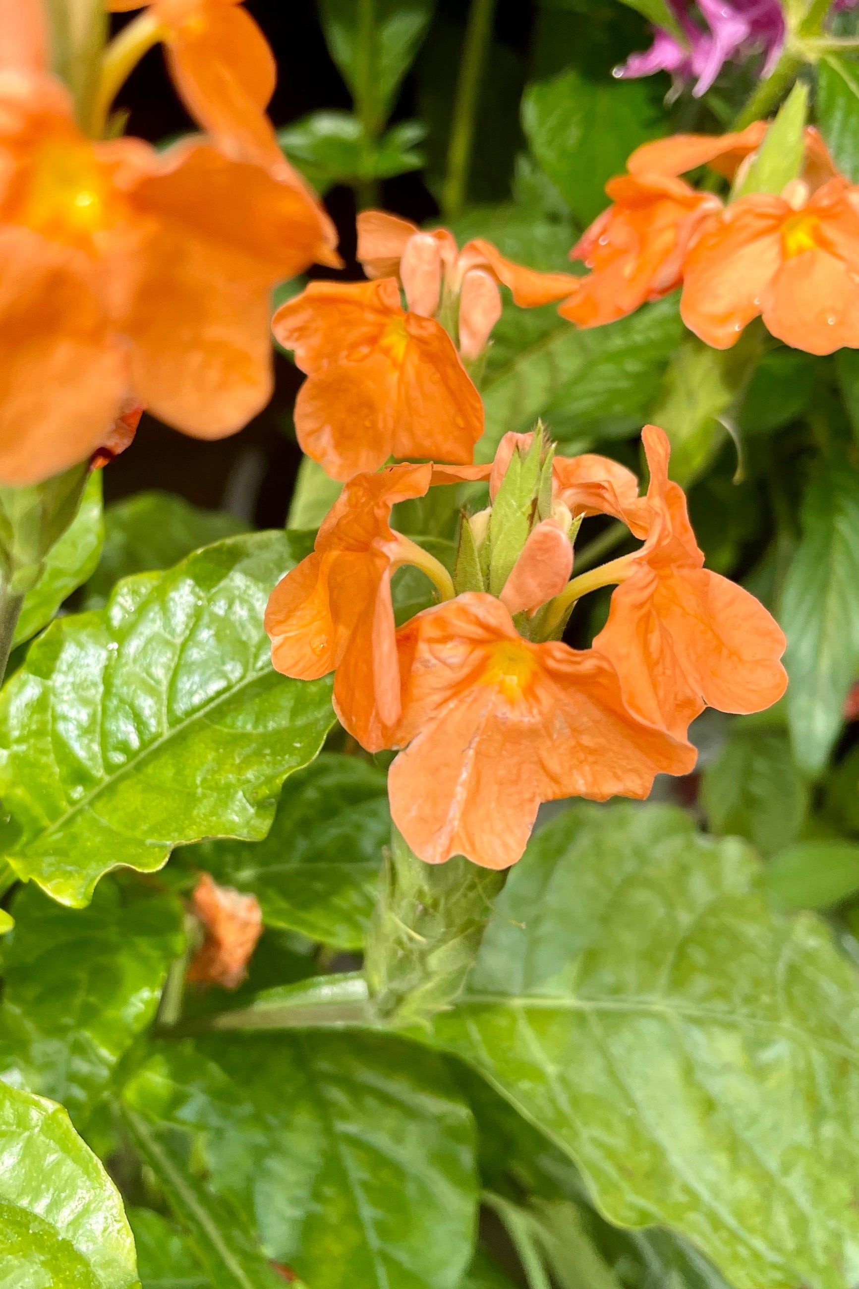 A detail image of the orange blobs and green leaves of a Crossandra plant mid May at Sprout Home. ©Sprout Home