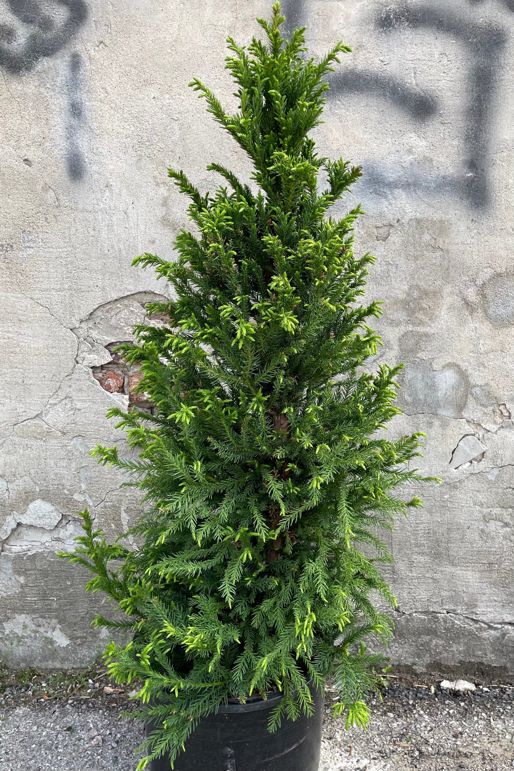 Cryptomeria 'Black Dragon' in a #6 growers pot with fresh light green growth off the darker limbs the beginning of May in front of a concrete wall. ©Sprout Home