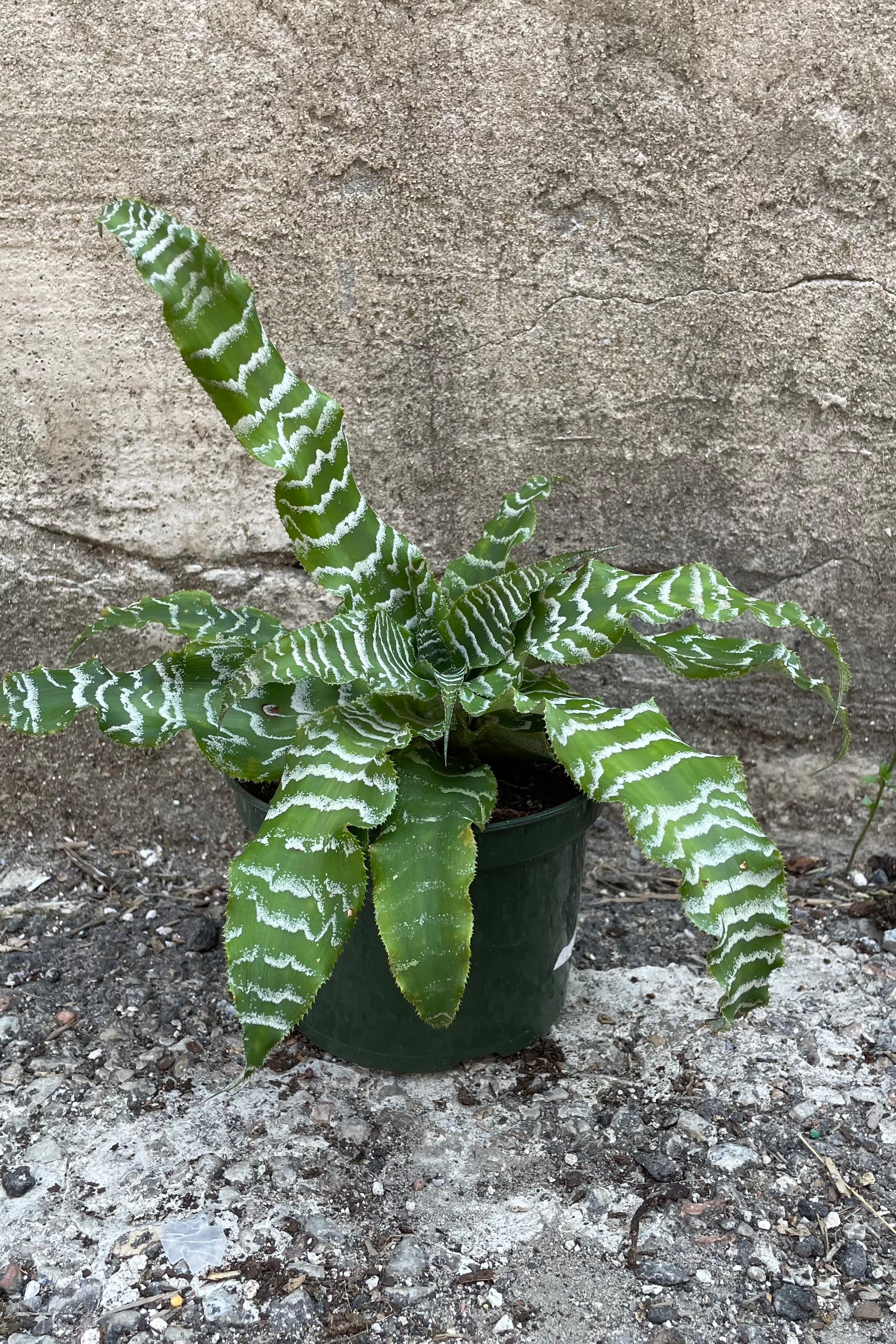 Cryptanthus 'Betty' in a 5" growers pot against a concrete wall with its white and green striped strappy leaves.