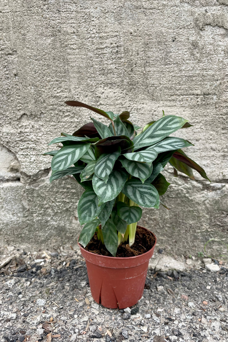 Photo of Ctenanthe setosa 'Silver Star' plant in an orange nursery pot against a cement wall.