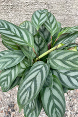 Close photo of silver and green striped leaves of Ctenanthe setosa 'Silver Star' plant against a cement wall.