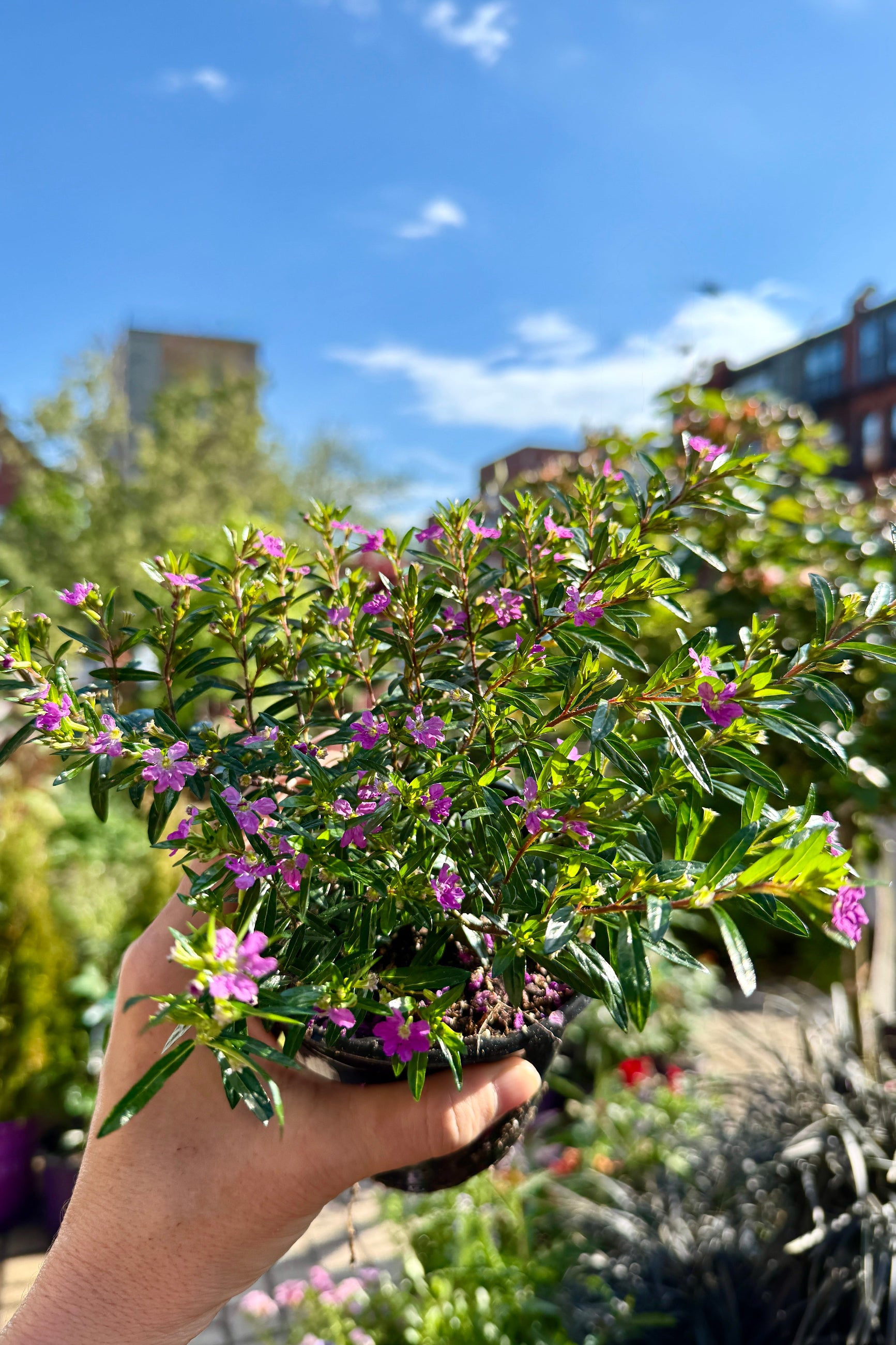 Cuphea 'Lavender' in a 4" growers pot showing its purple flowers the beginning of May ©Sprout Home