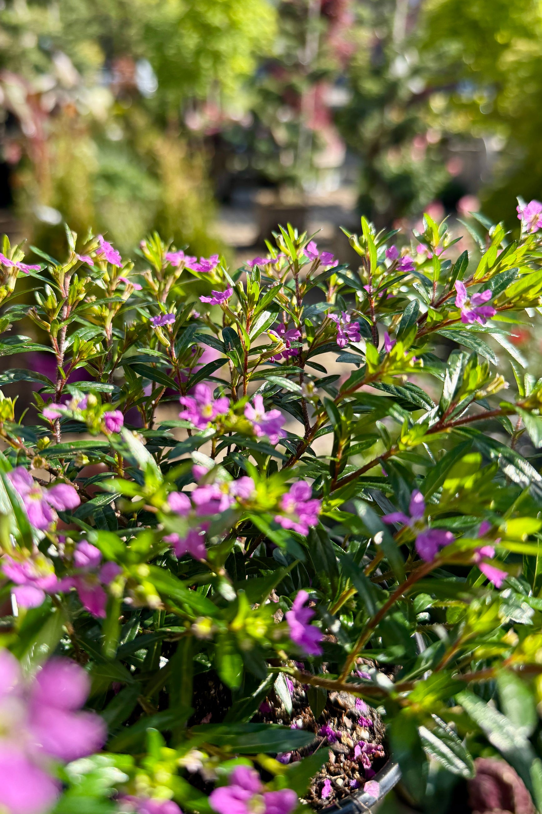 Cuphea 'Lavender' up close showing its purple flowers the beginning of May ©Sprout Home