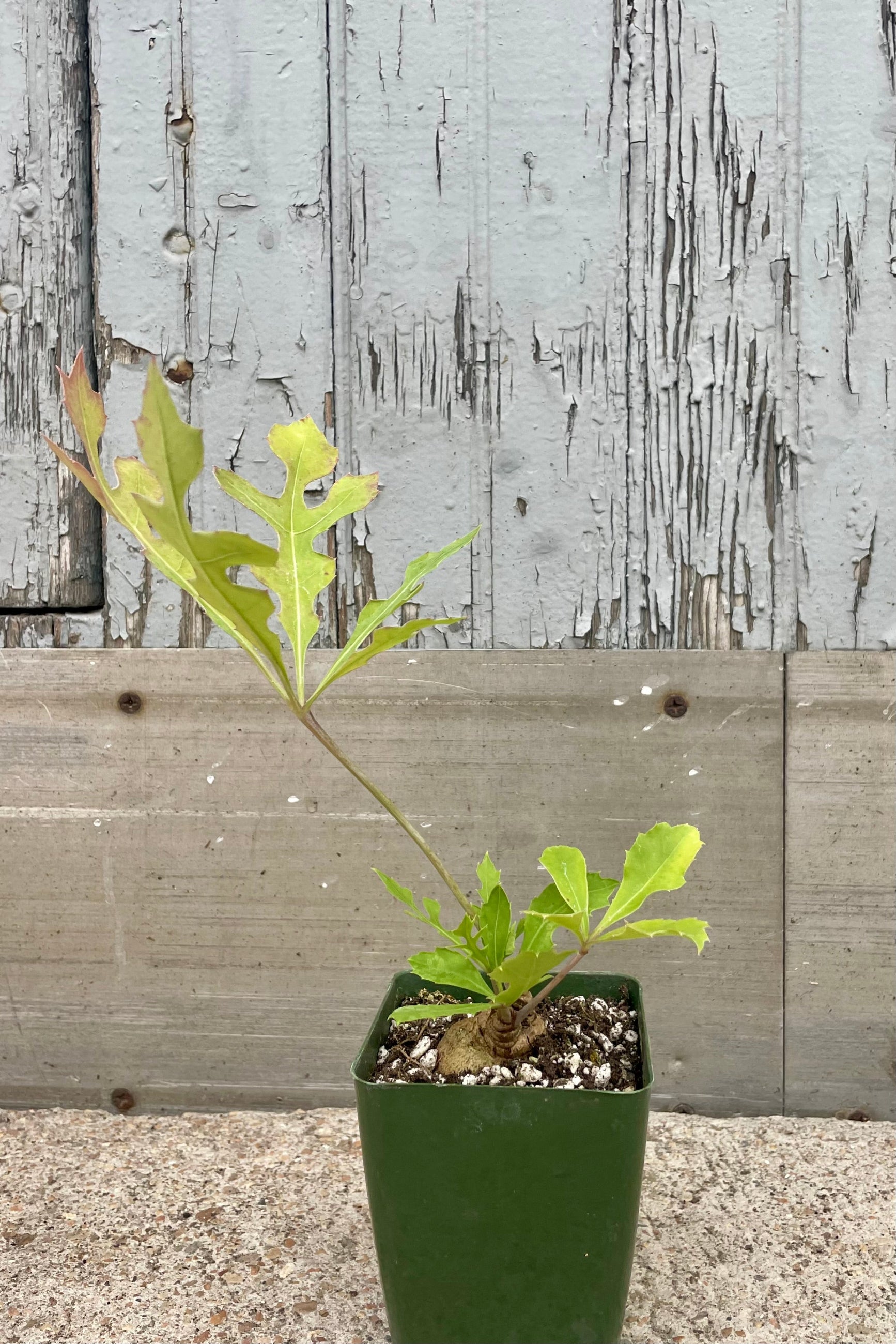 A potted plant with green leaves in front of a wooden wall. Cussonia paniculata ©Sprout Home