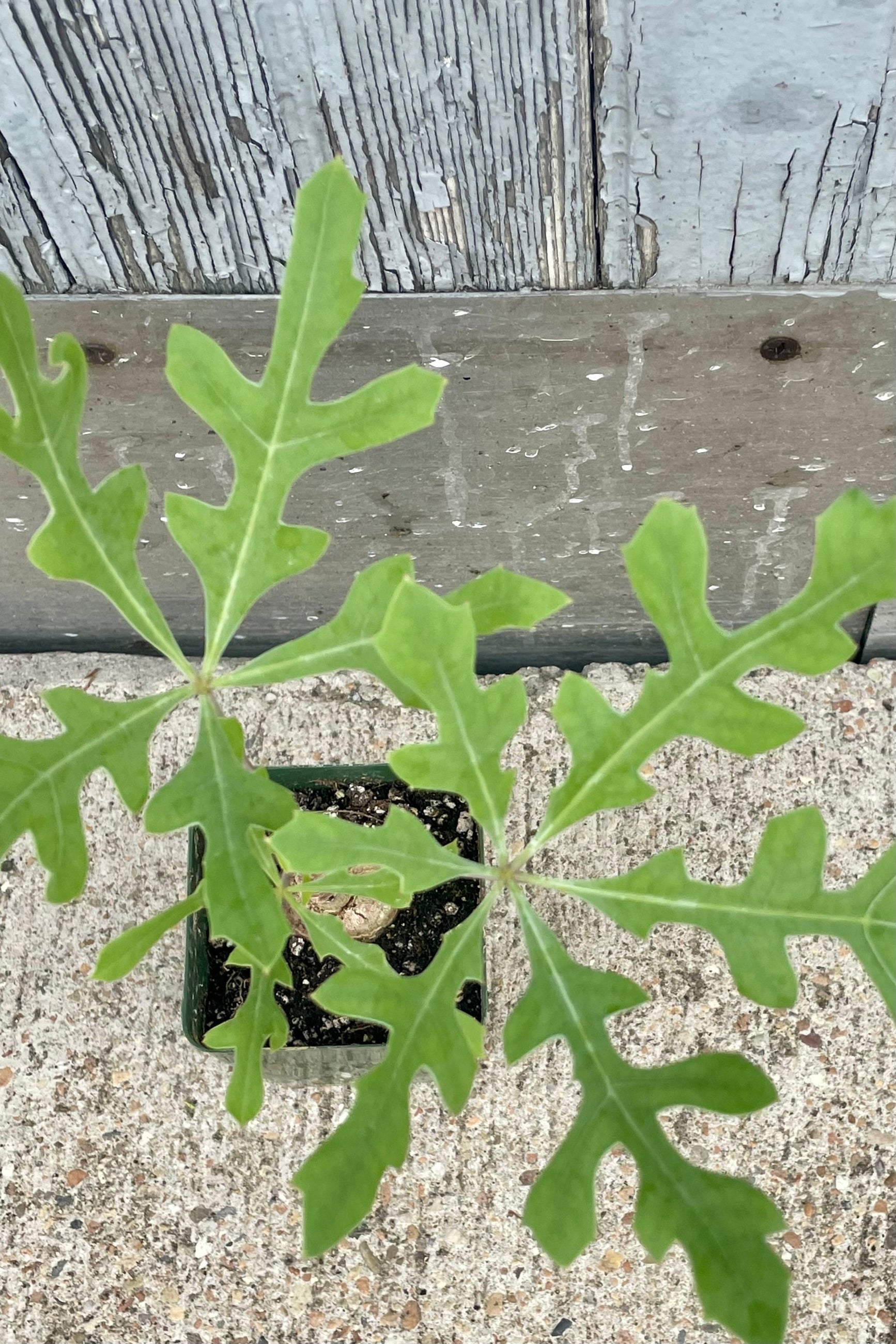 A potted plant with green leaves in front of a wooden wall. Cussonia paniculata ©Sprout Home